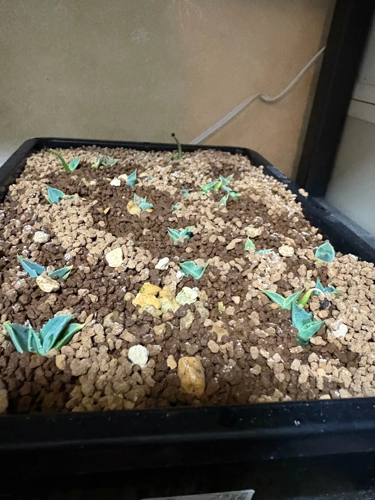 Agave utahensis var. eborispina (アガベ エボリスピナ ヘイフォード)