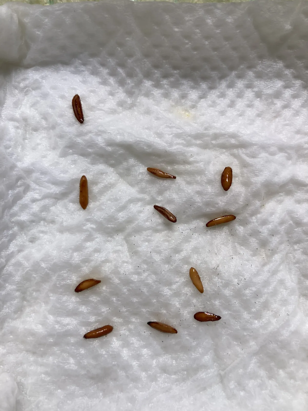 Pachypodium rosulatum var. gracilius ([無料種子] 発芽難 パキポディウム グラキリス　)