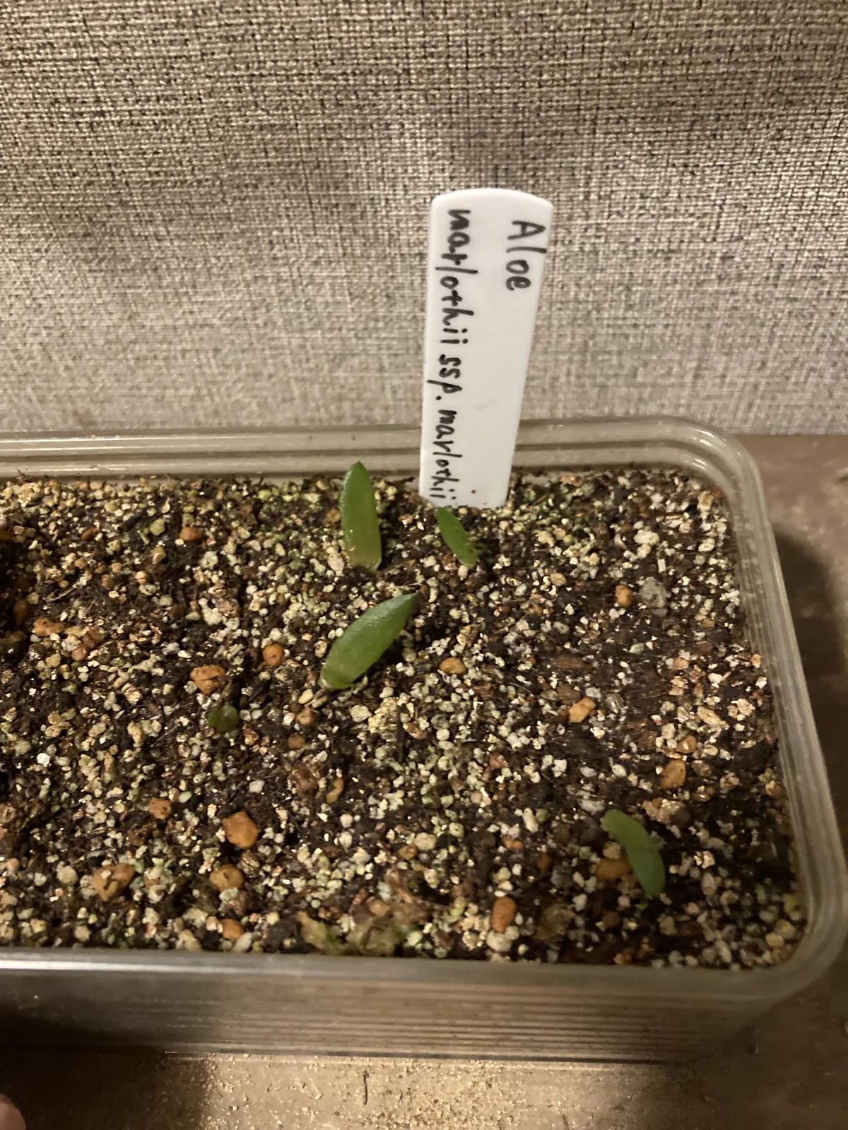 Aloe marlothii ssp. marlothii (アロエ マルロシー)