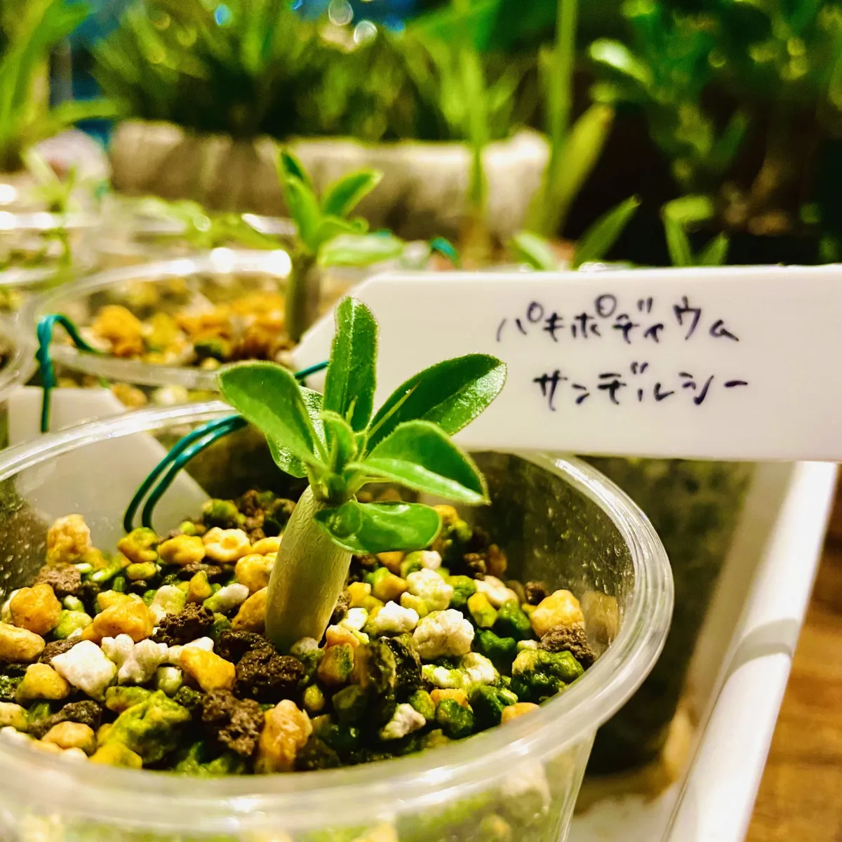 Pachypodium saundersii (パキポディウム サンデルシー)