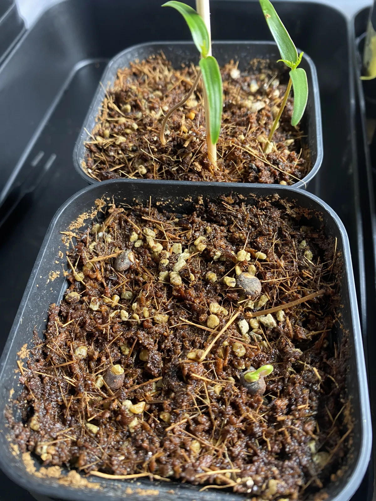 Operculicarya pachypus Lot. (オペルクリカリア パキプス)