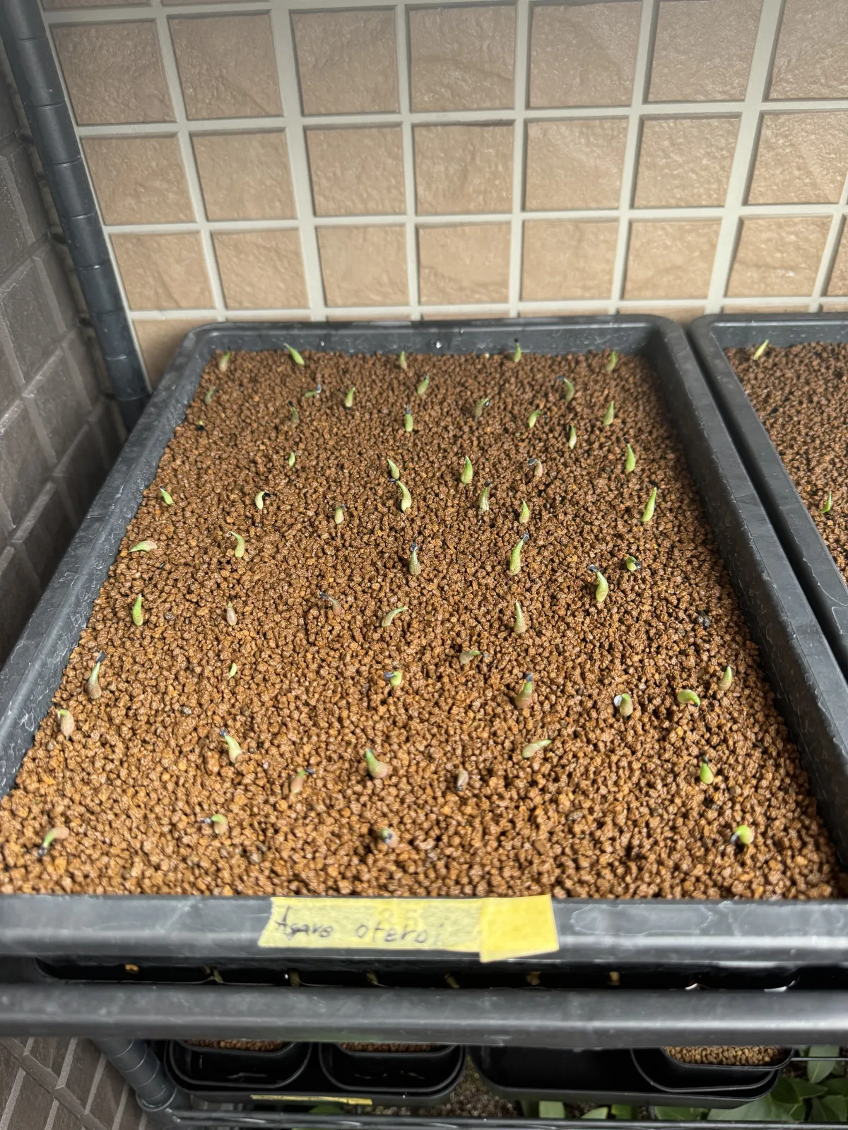 Agave oteroi Lot. (アガベ オテロイ)