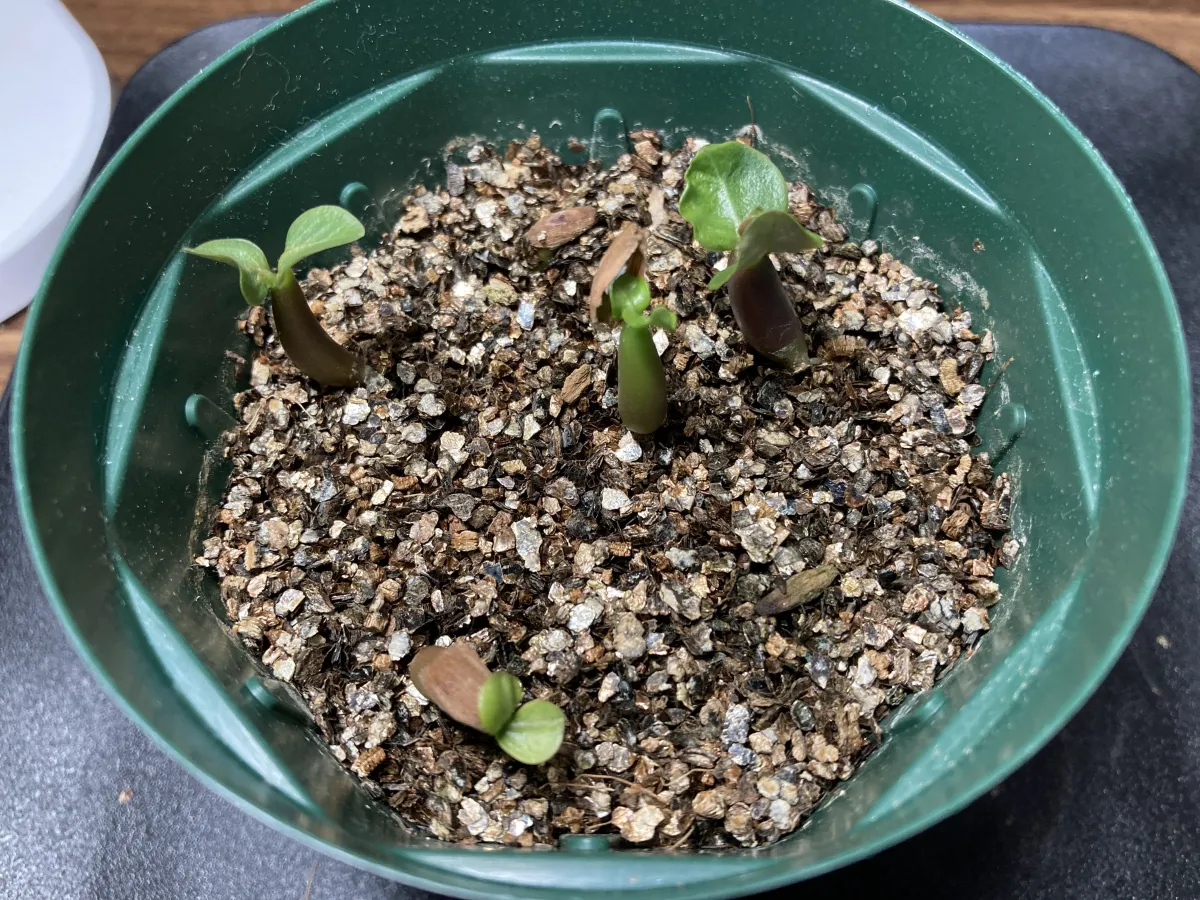 Adenium arabicum rachine (アデニウム アラビカム ラシニー)