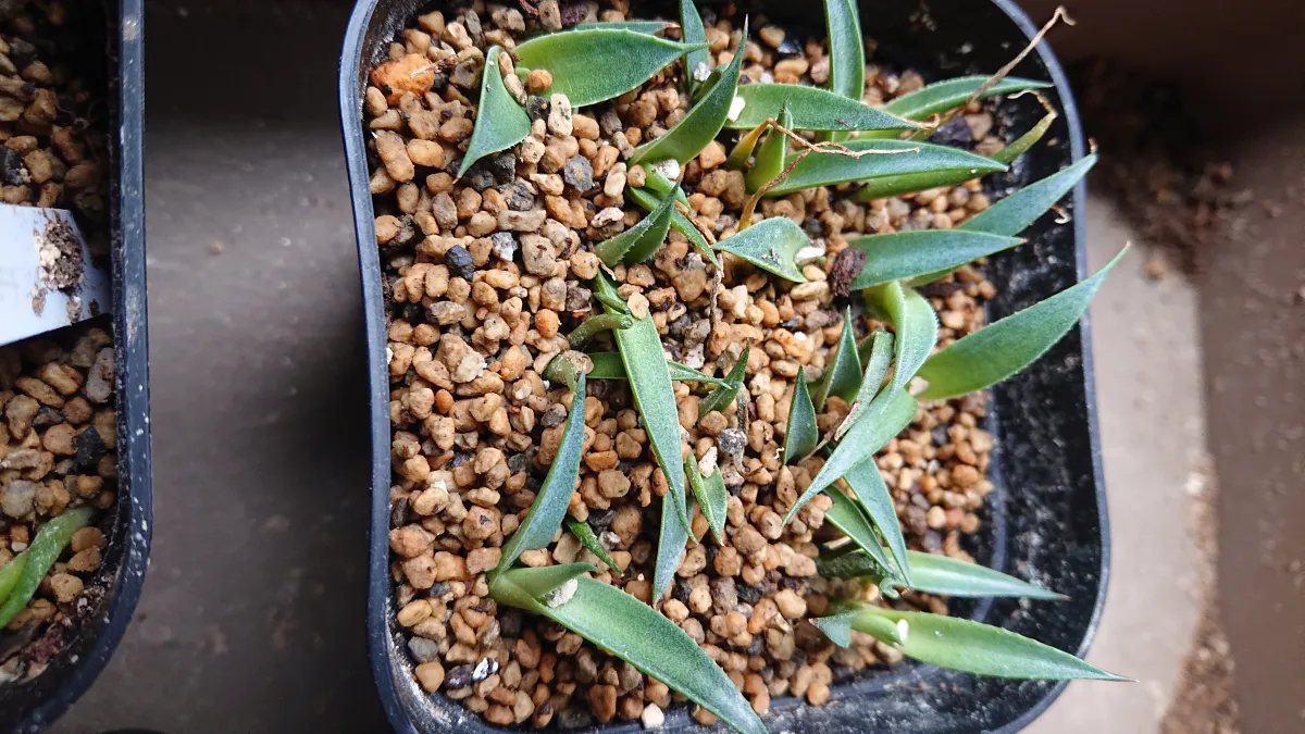 Agave parryi ssp. neomexicana Sierra Blanca (アガベ ネオメキシカーナ シエラブランカ)