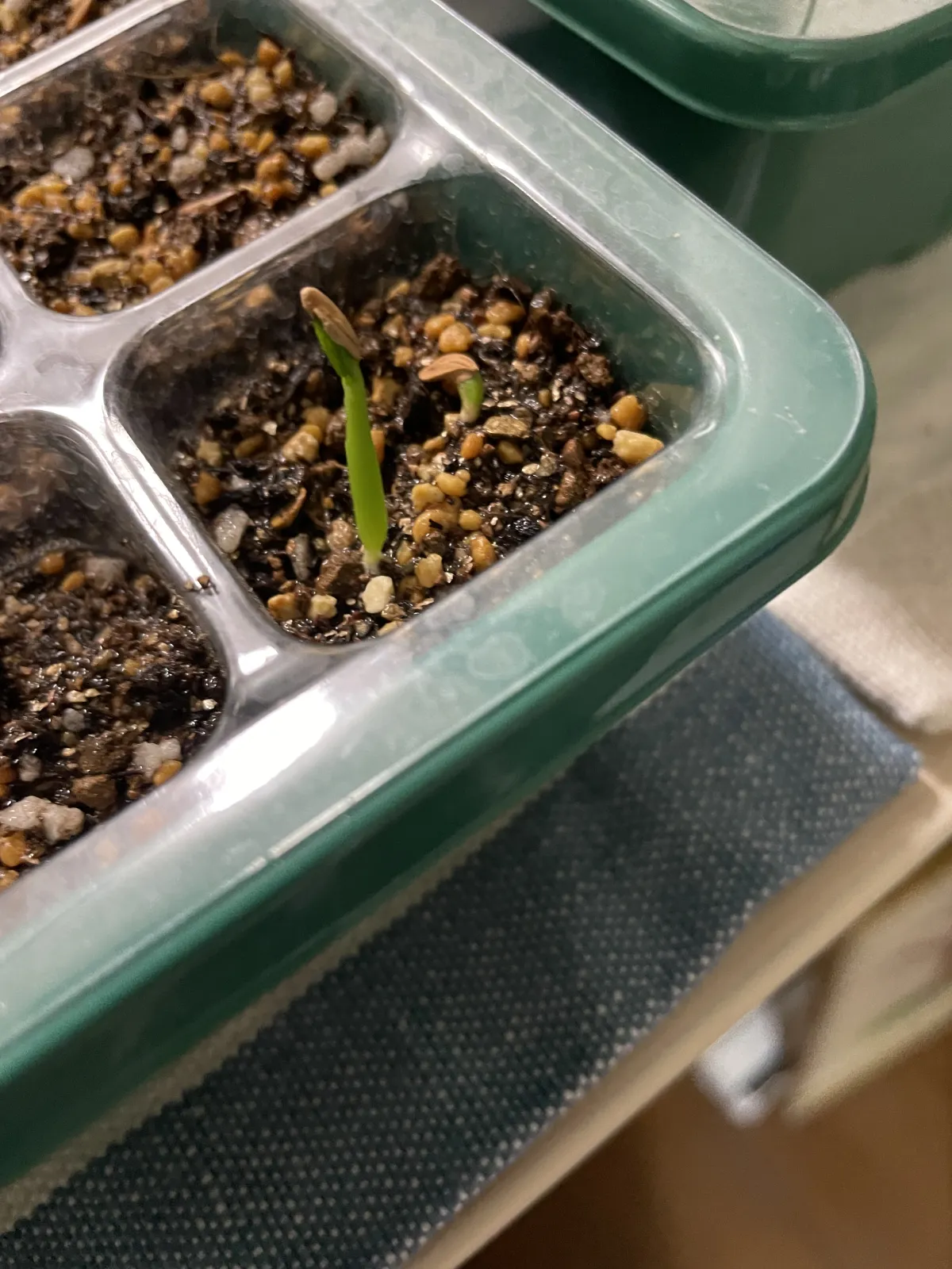 Pachypodium rosulatum var. gracilius ([無料種子] 発芽難 パキポディウム グラキリス　)