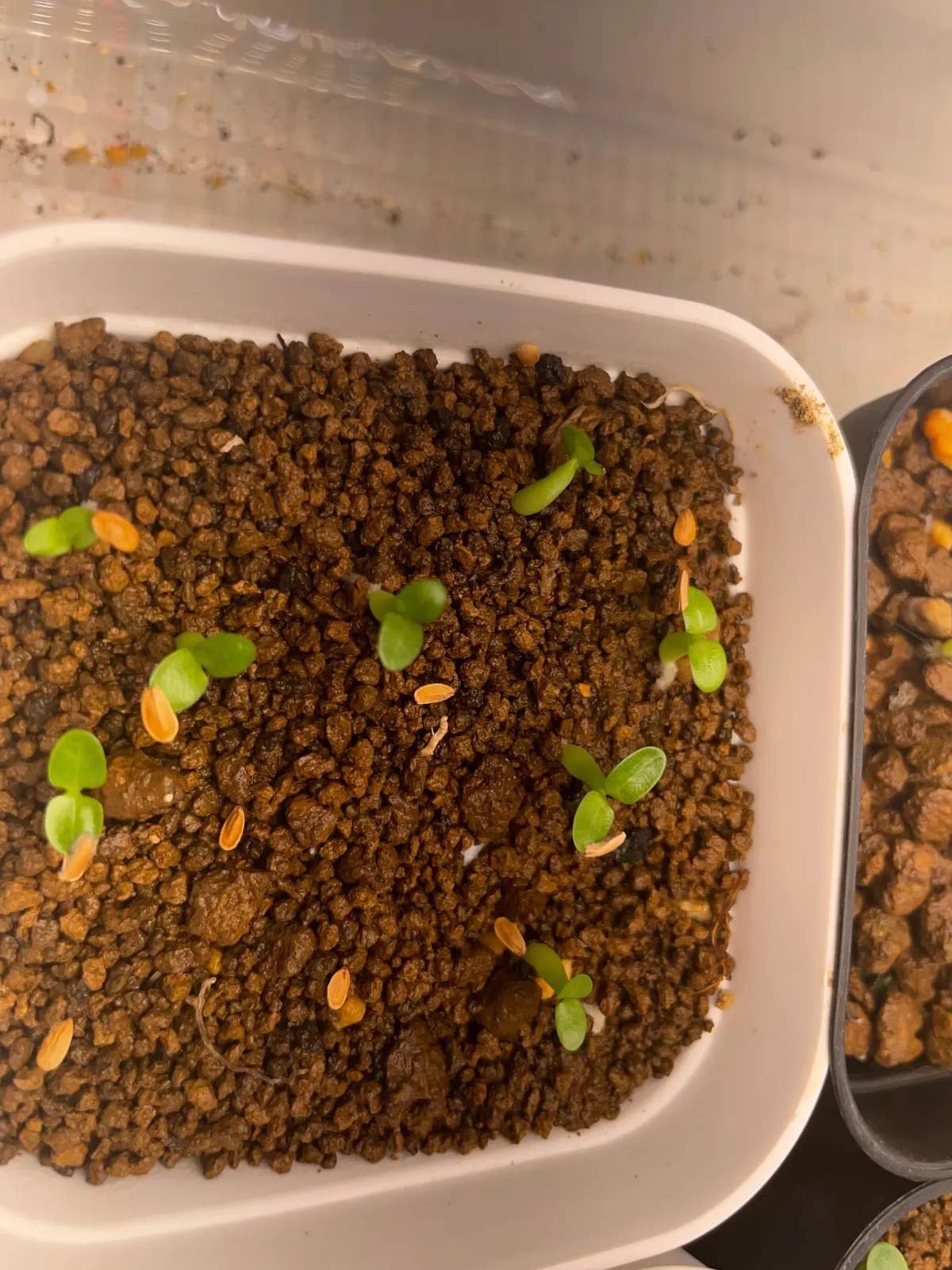 Pachypodium brevicaule (パキポディウム ブレビカウレ（短茎）)