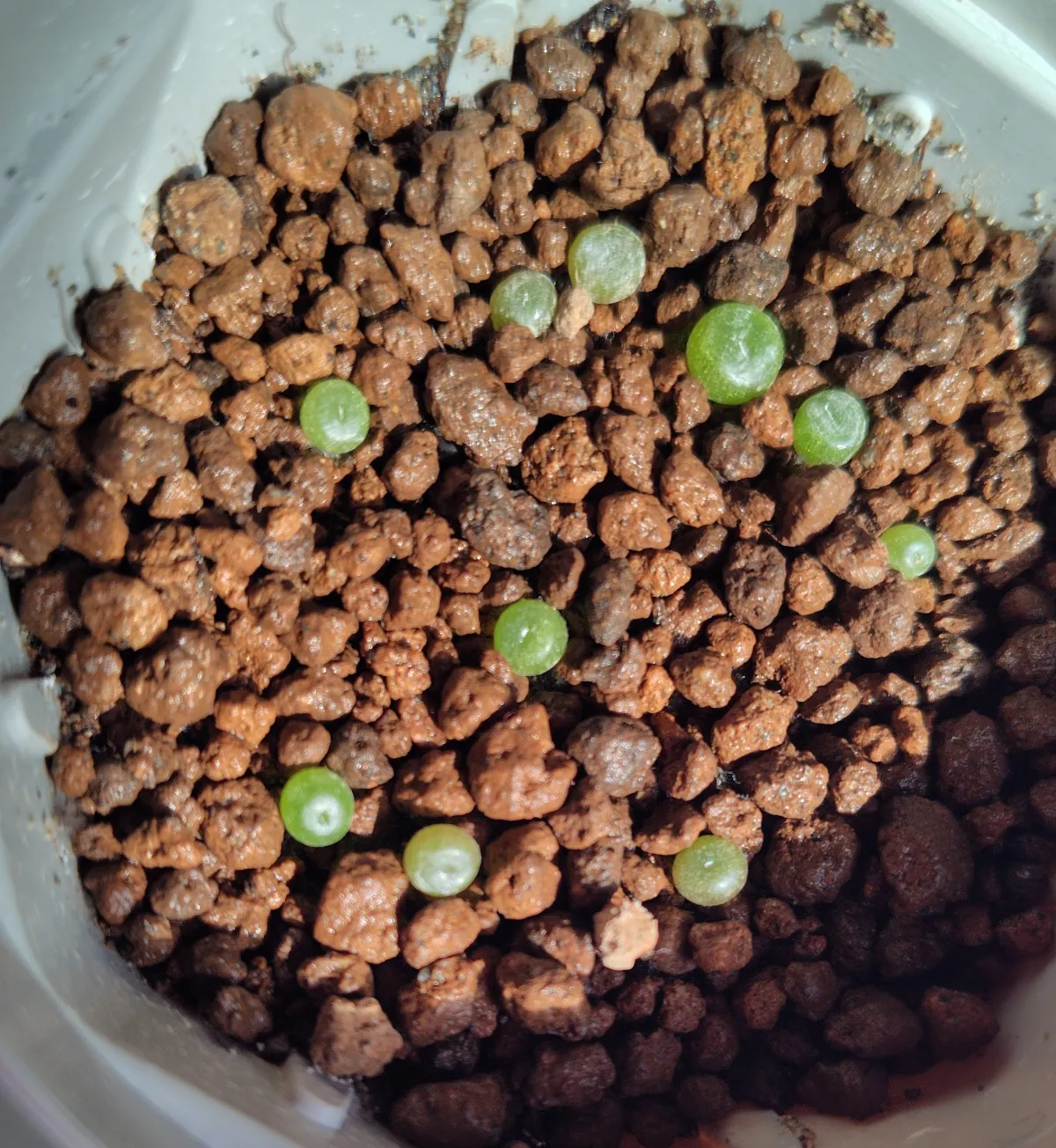 Conophytum obcordellum (コノフィツム オブコブデラム)