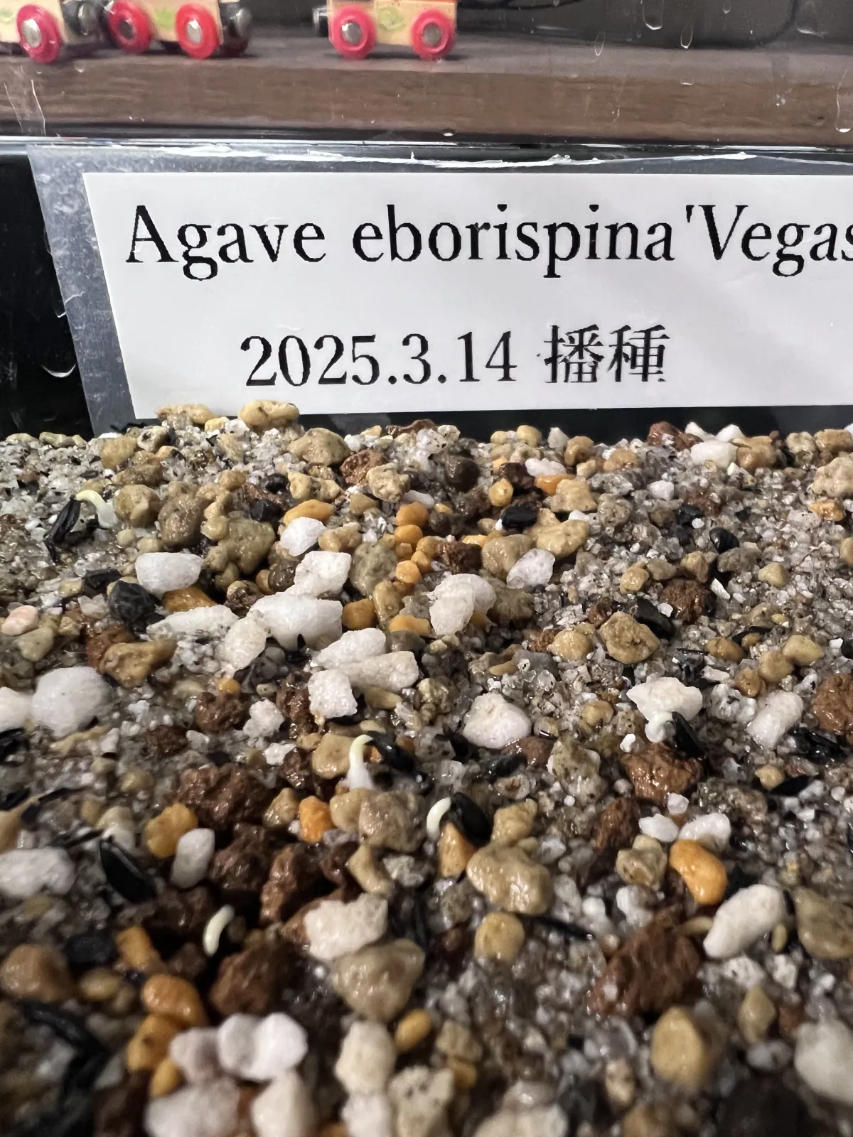 Agave utahensis var. eborispina Vegas (アガベ エボリスピナ ヴェガス)