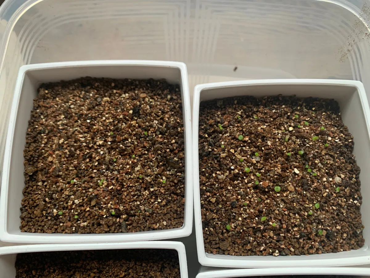 Lithops Mix Seeds (リトープス ミックス)