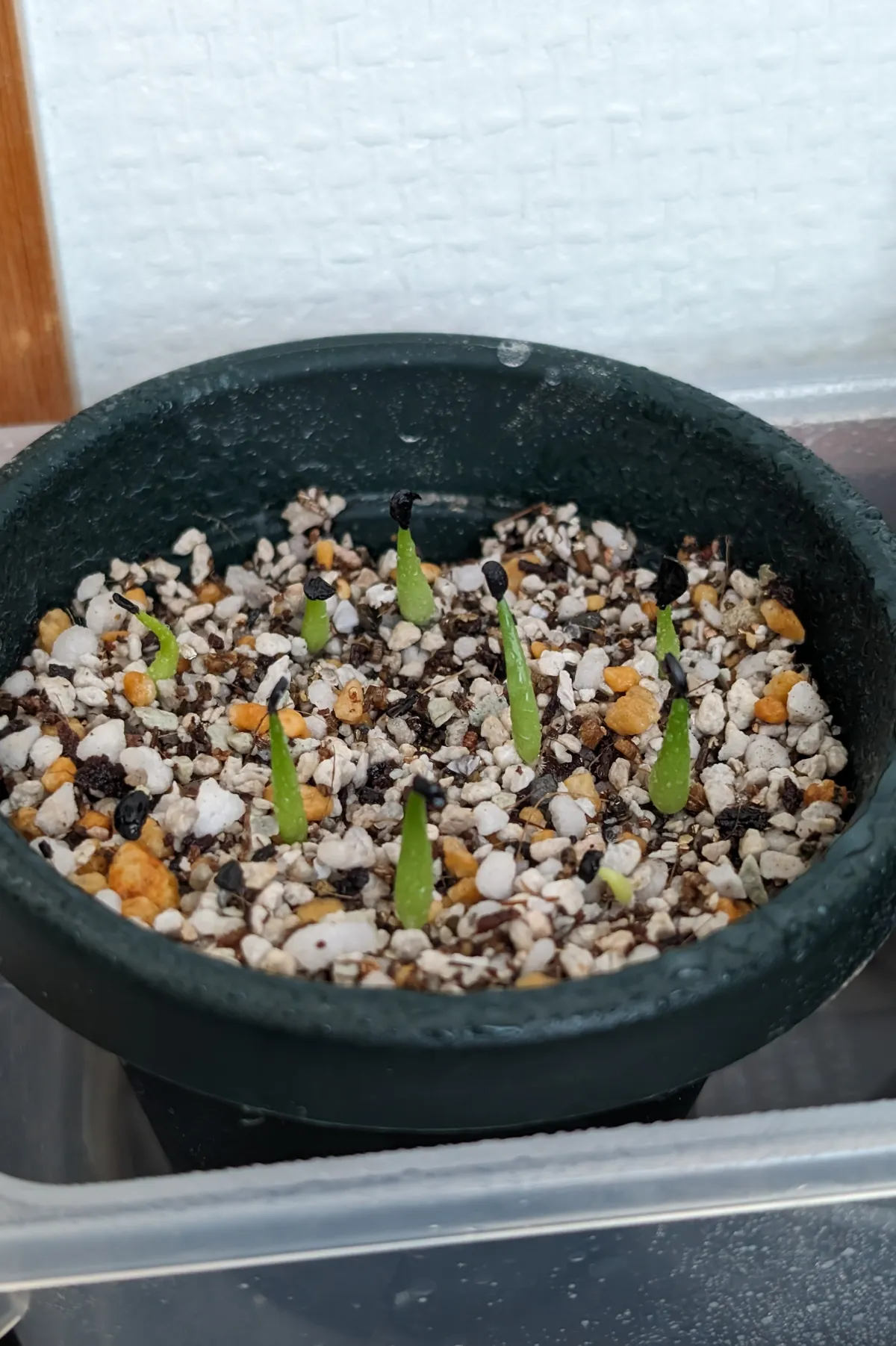 Agave victoriae-reginae ssp. victoriae-reginae (アガベ ビクトリアレジーナエ 笹の雪)