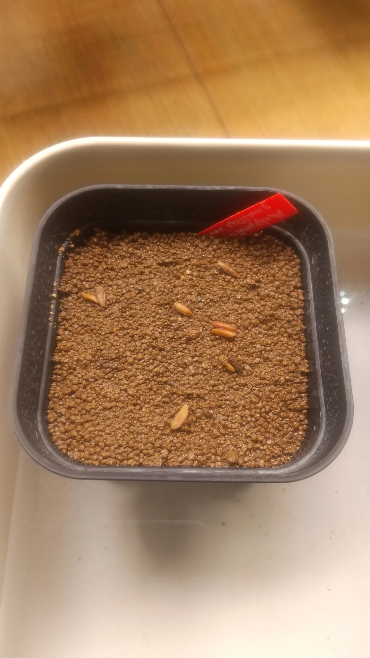 Pachypodium rosulatum var. gracilius ([無料種子] 発芽難 パキポディウム グラキリス　)