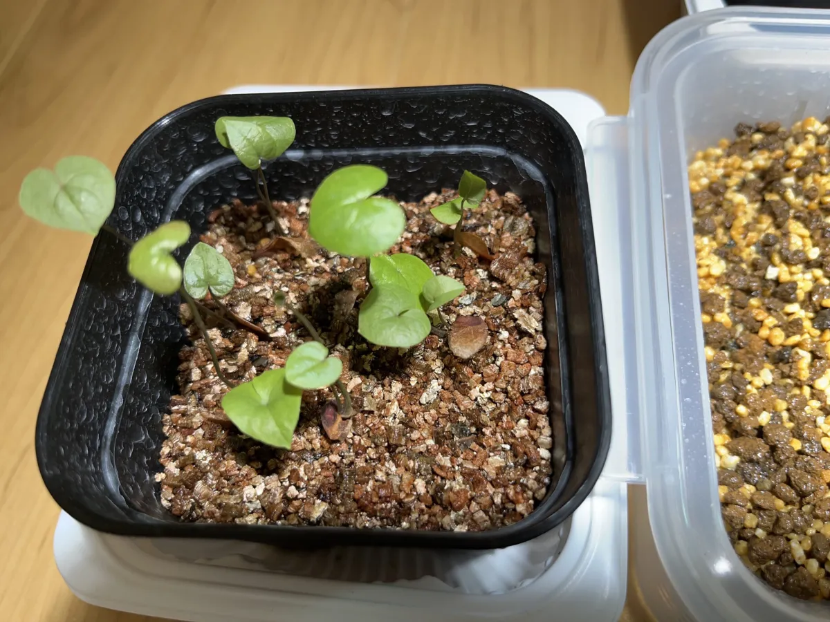 Dioscorea elephantipes (ディオスコレア エレファンティペス)