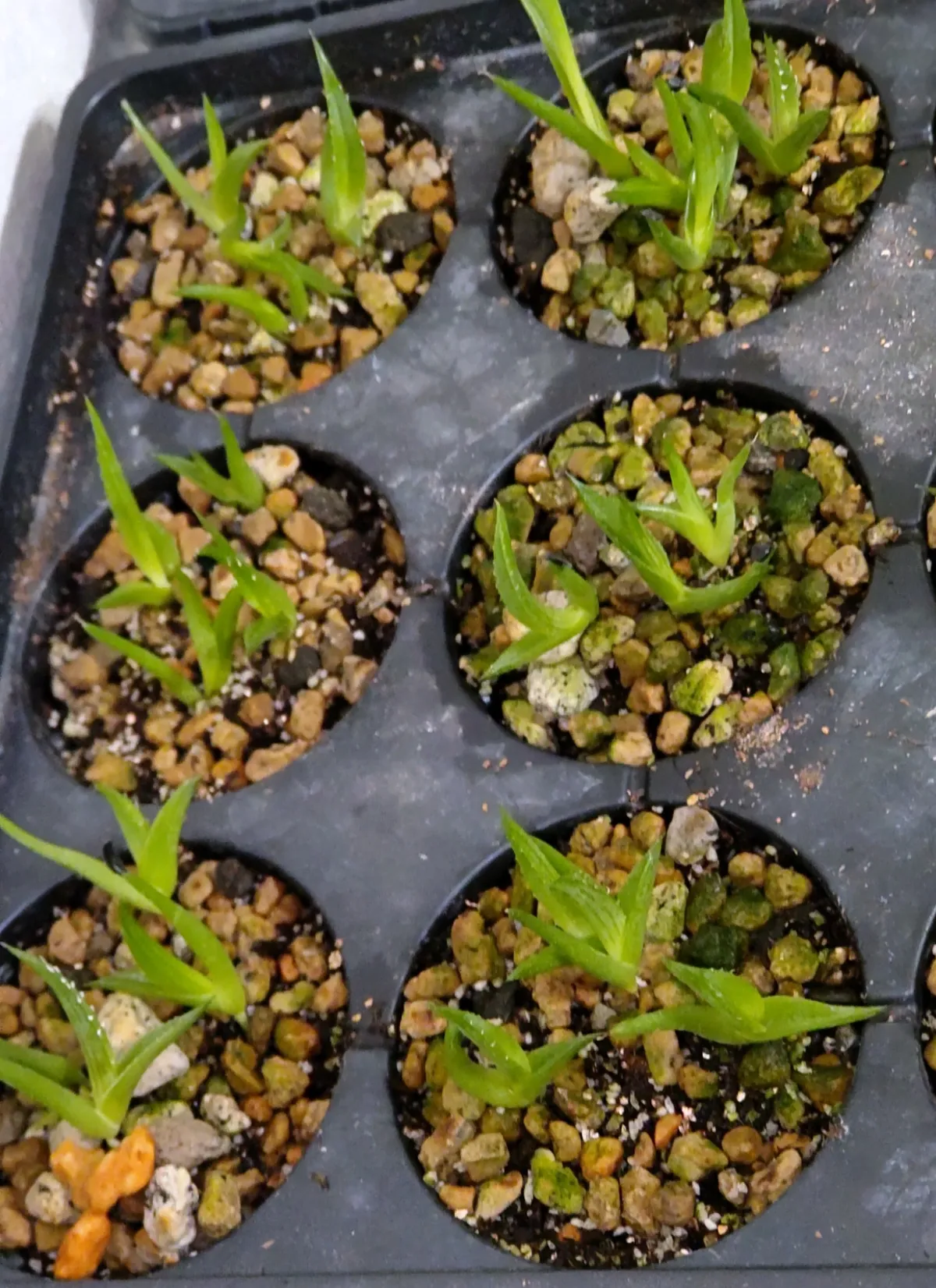 Agave difformis (アガベ ディフォルミス アズール)