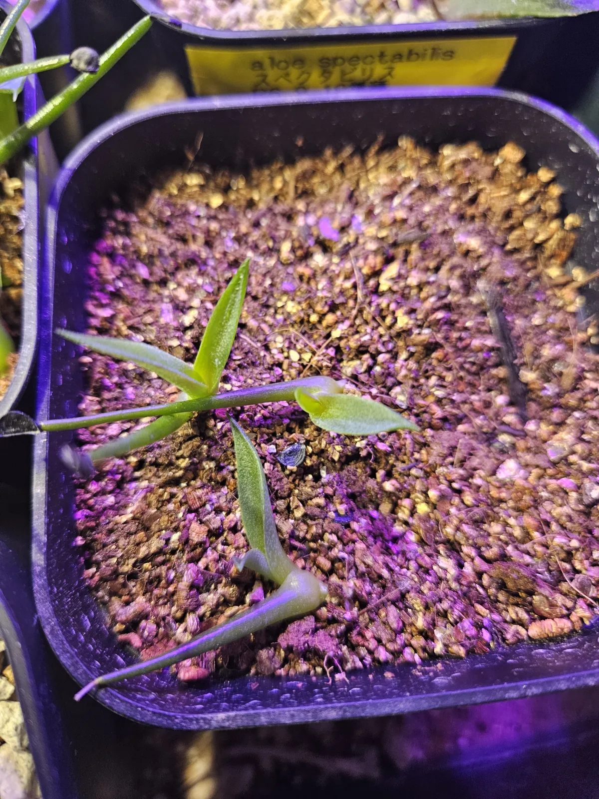 Agave salomonii (アガベ サロモニー)