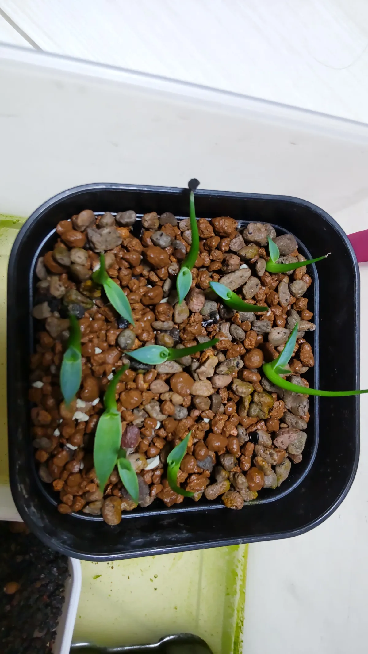 Agave utahensis var. eborispina (アガベ エボリスピナ ヘイフォード)