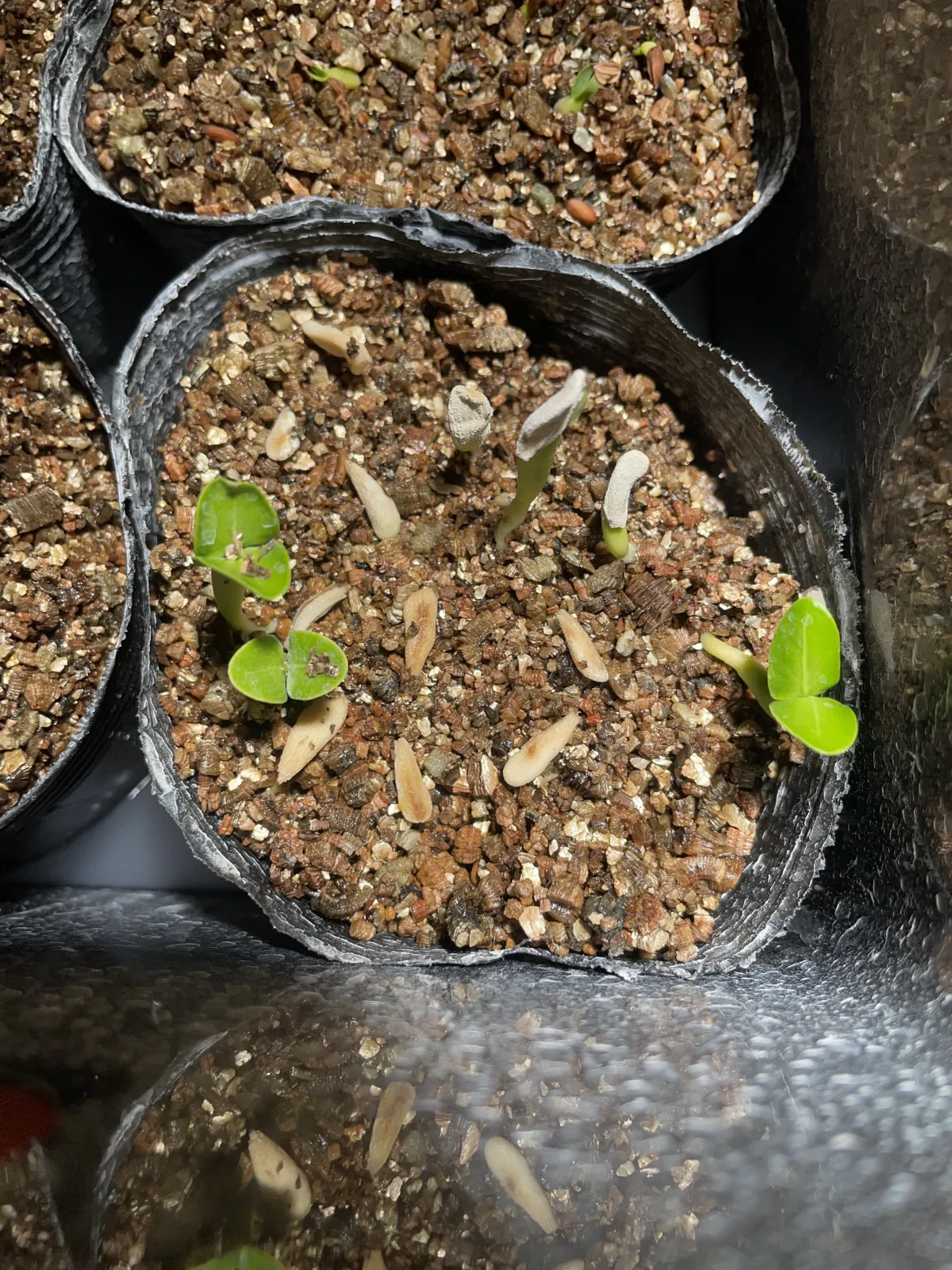 Pachypodium lamerei (パキポディウム ラメレイ)
