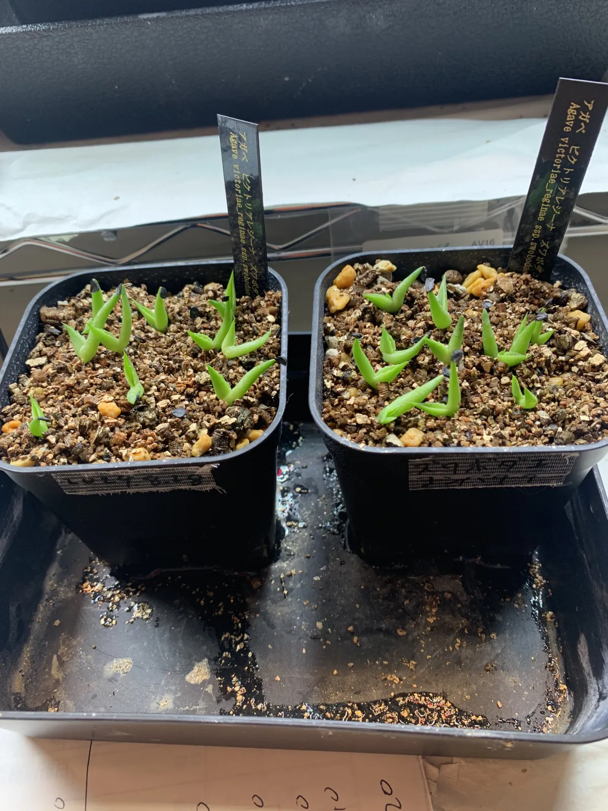 Agave victoriae-reginae ssp. swobodae (アガベ ビクトリアレジーナ スワボダエ)