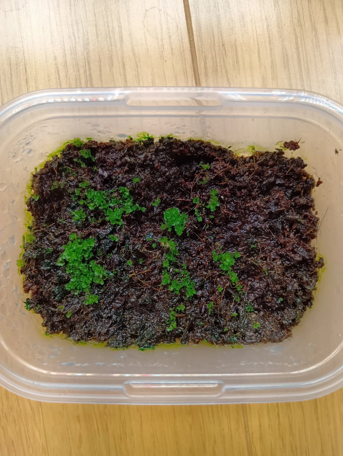 Platycerium ridleyi ([種子/胞子] ビカクシダ リドレイ)