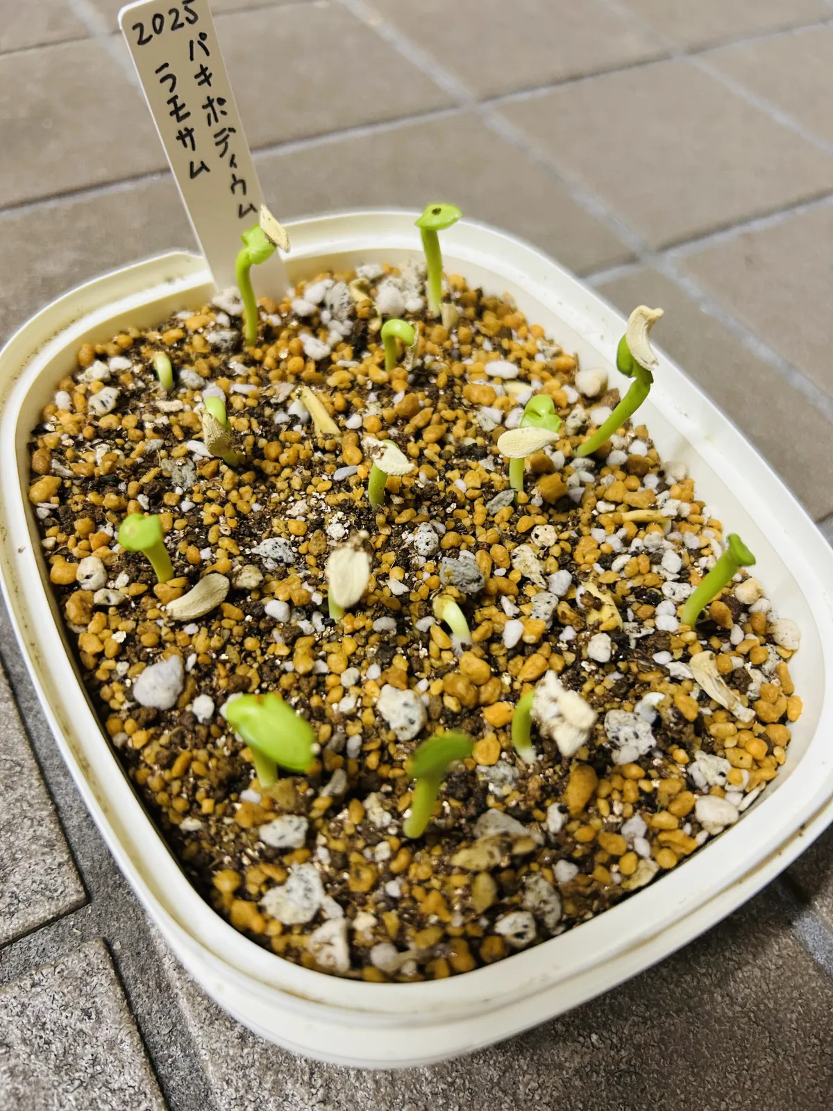 Pachypodium lamerei var. ramosum (パキポディウム ラモサム)