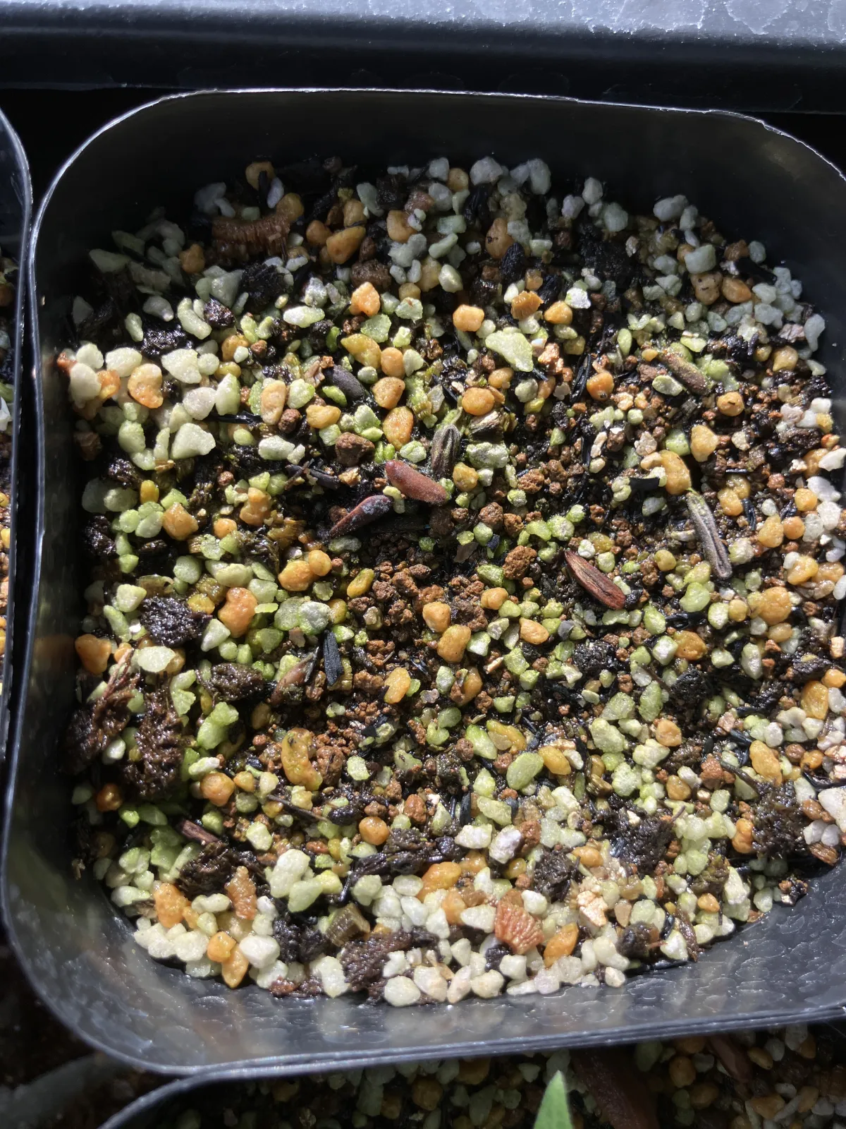 Pachypodium rosulatum var. gracilius ([無料種子] 発芽難 パキポディウム グラキリス　)