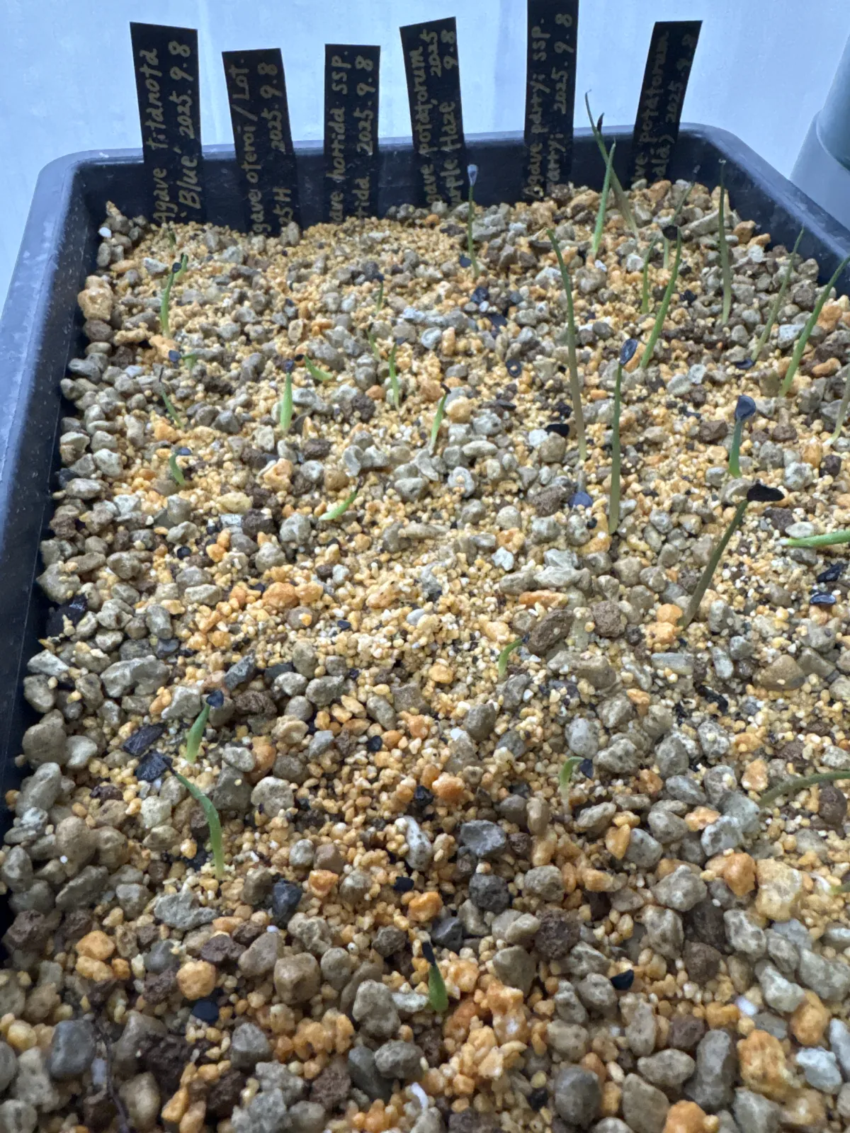 Agave oteroi Lot. (アガベ オテロイ)