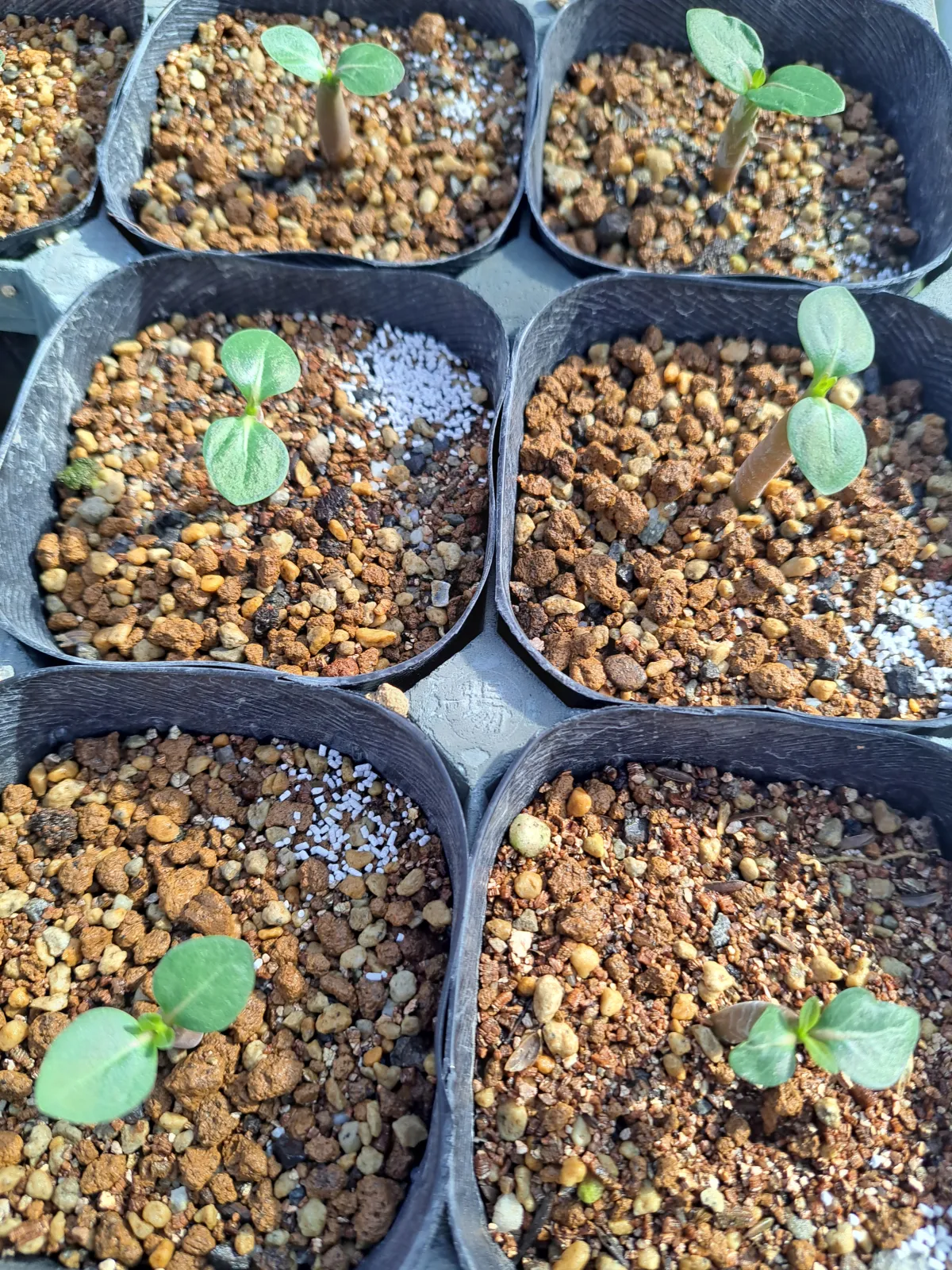 Adenium DDC X Super red (アデニウム)