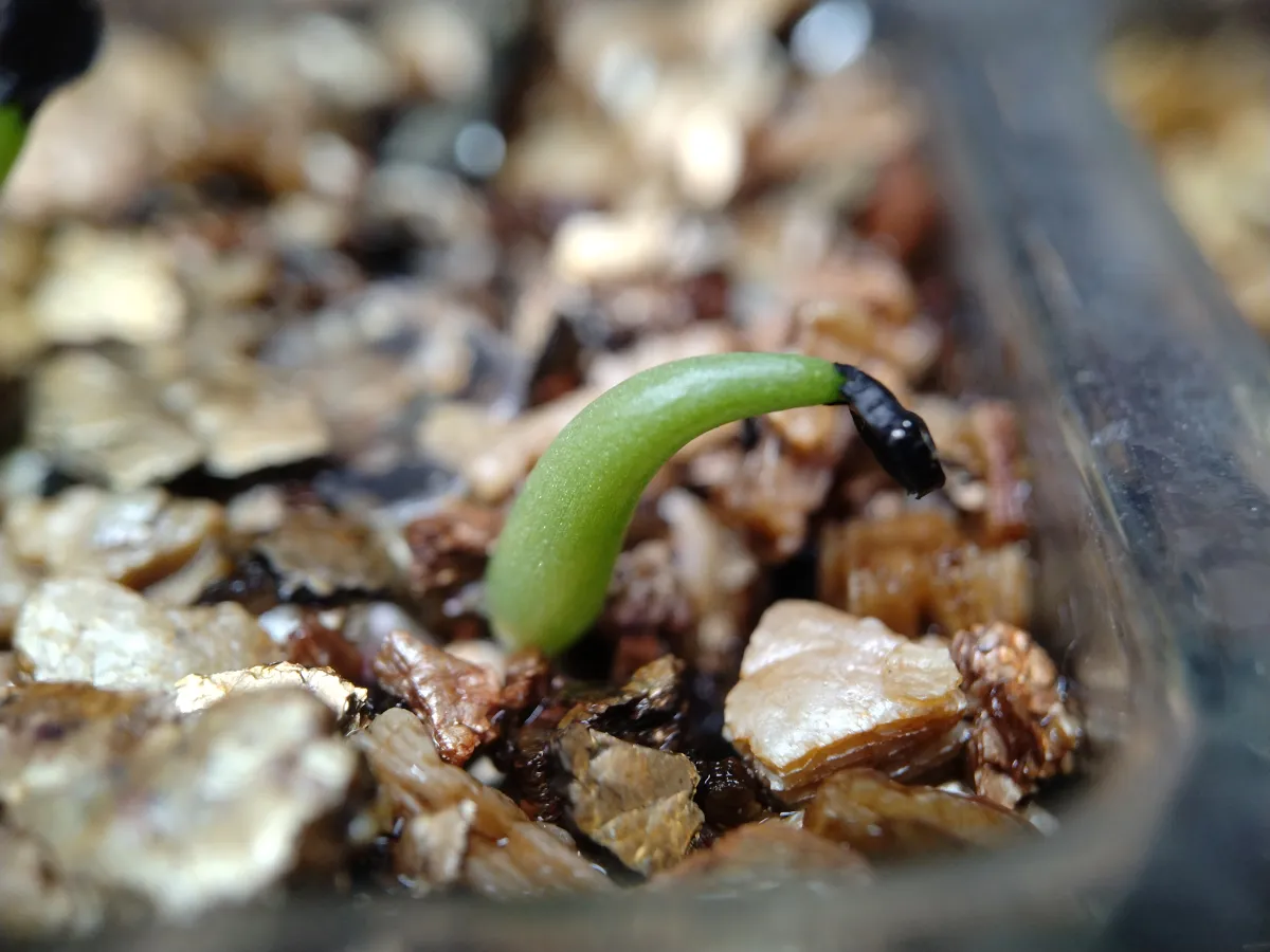 Agave titanota Blue Lot. (アガベ チタノタブルー)