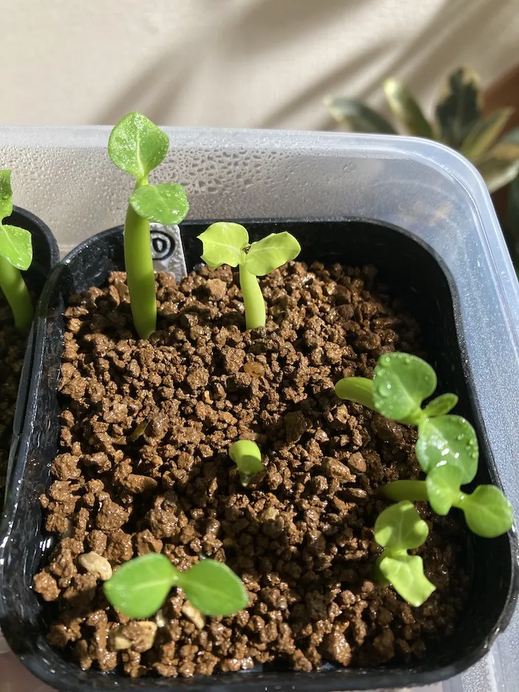 YSB Adenium arabicum Yak Sing Buri (アデニウム アラビカム)
