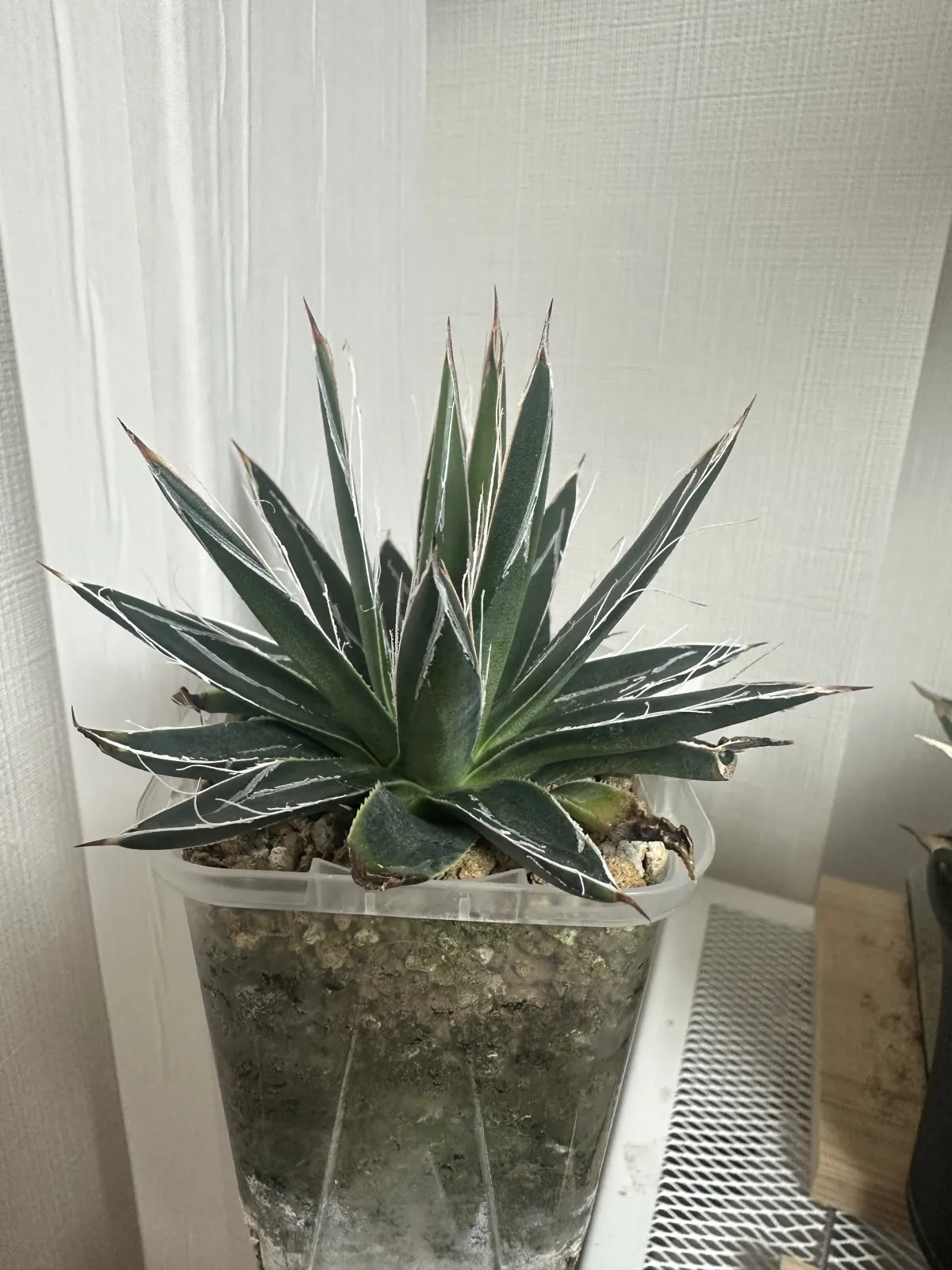 Agave utahensis var. eborispina (アガベ エボリスピナ ヴェガス 2023)