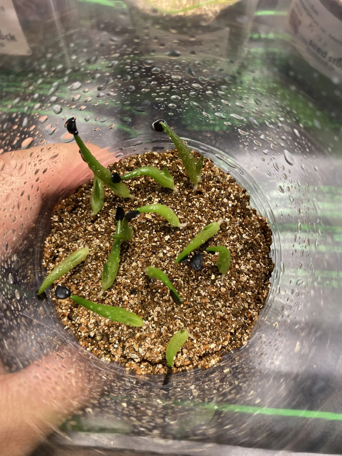 Agave titanota Blue Lot. (アガベ チタノタブルー)