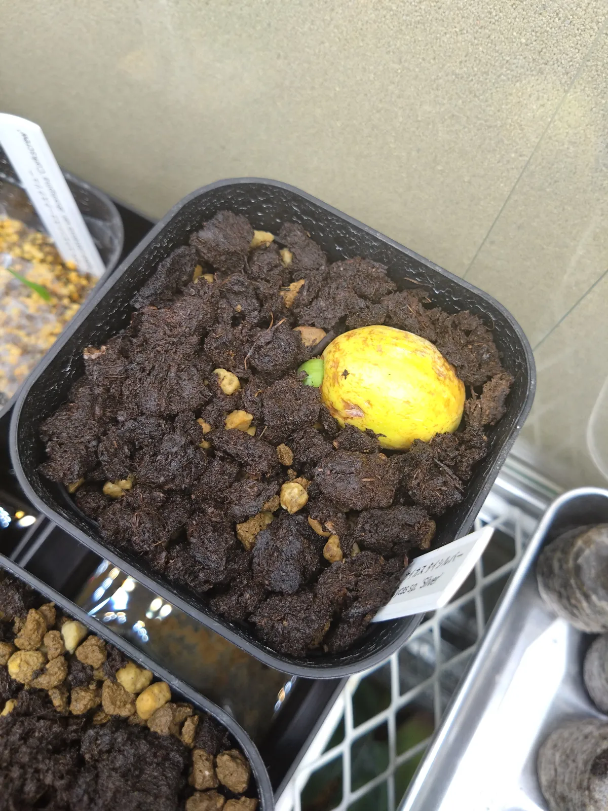 Cycas sp. (サイカス タイシルバー)