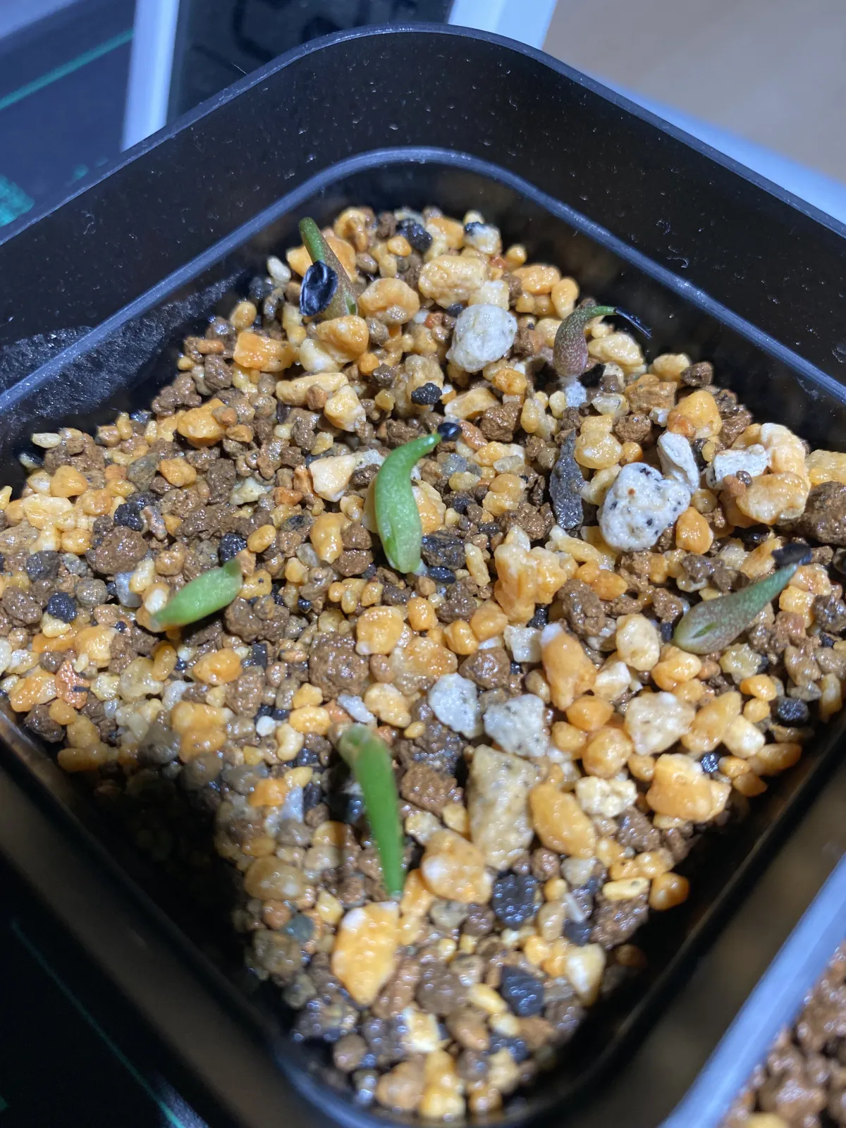Agave oteroi Lot. (アガベ オテロイ)