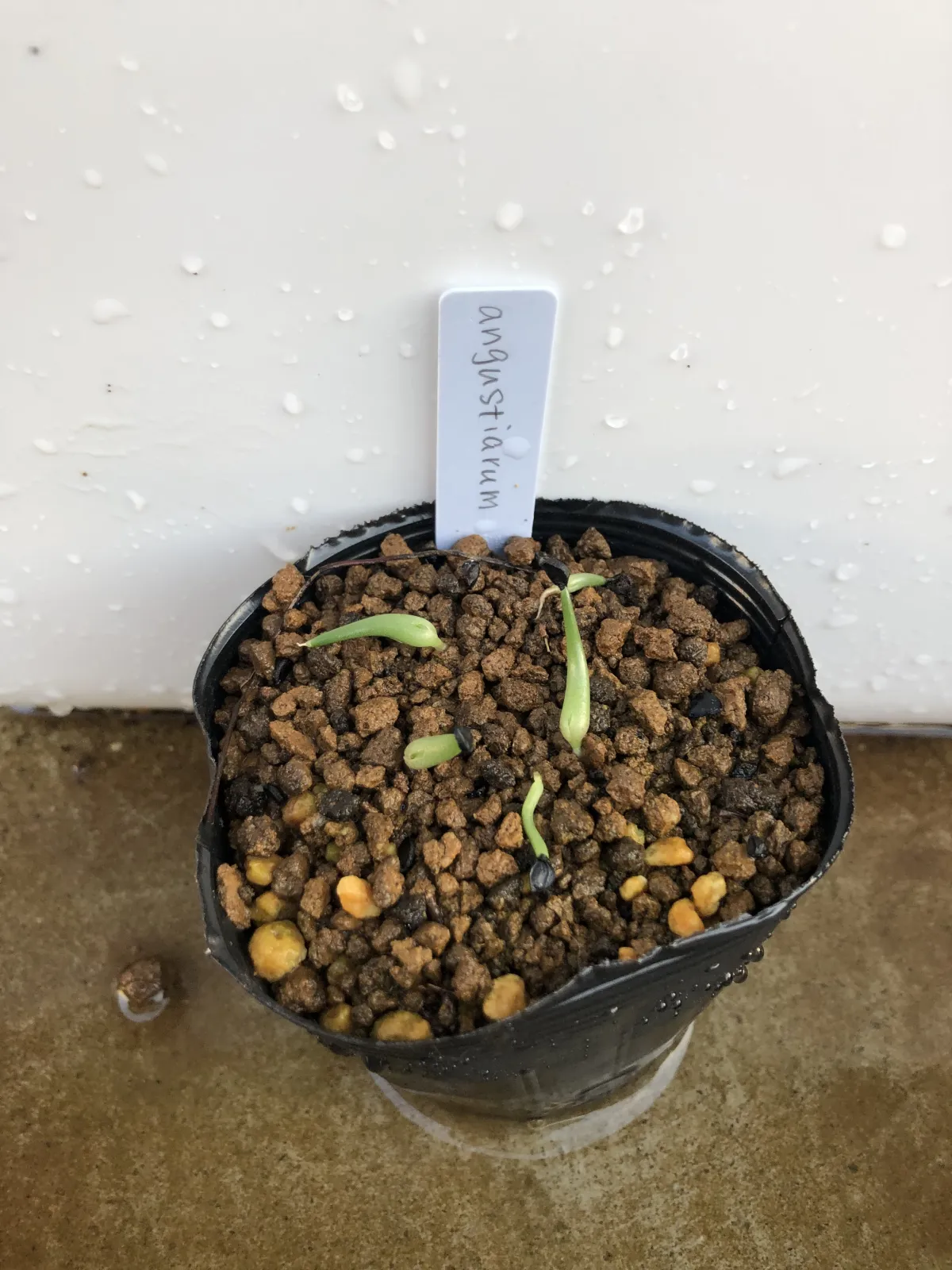 Agave angustiarum (アガベ アンガスティアラム)