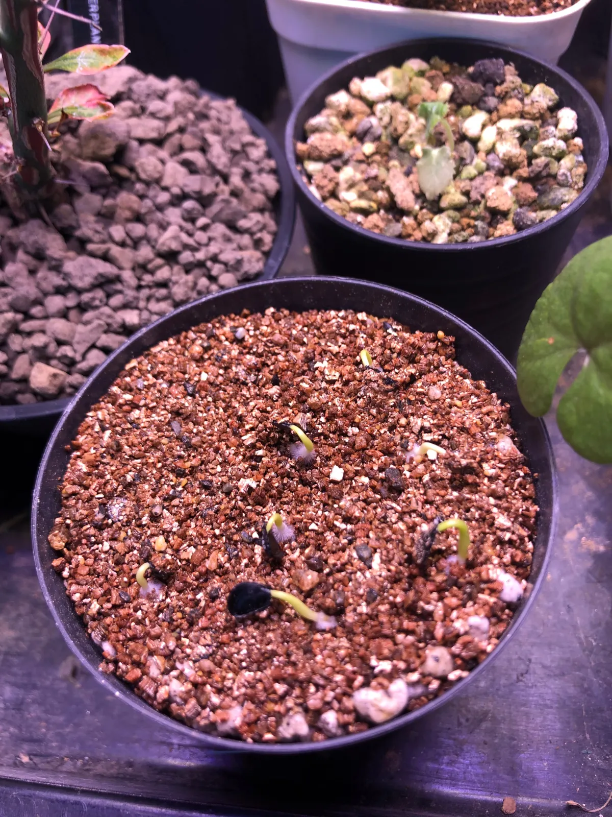 Agave oteroi Lot. (アガベ オテロイ)