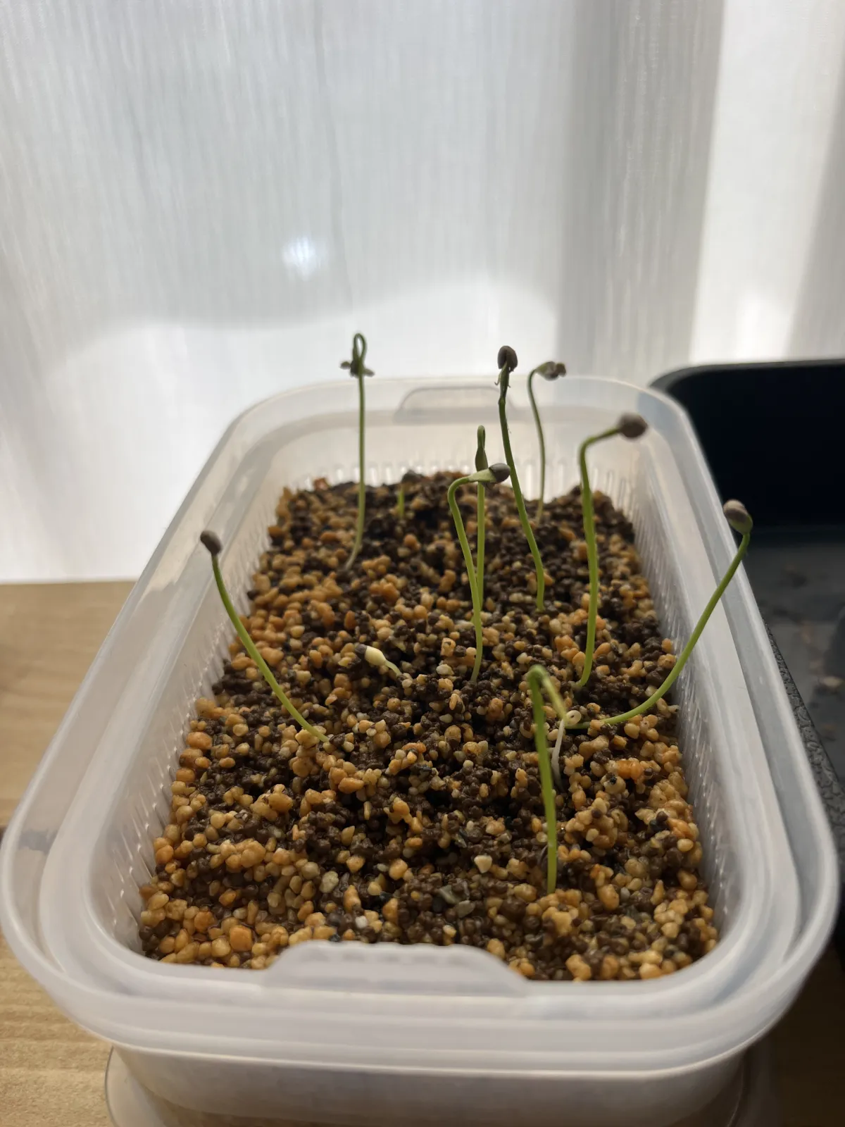 Euphorbia stenoclada (ユーフォルビア ステノクラーダ)