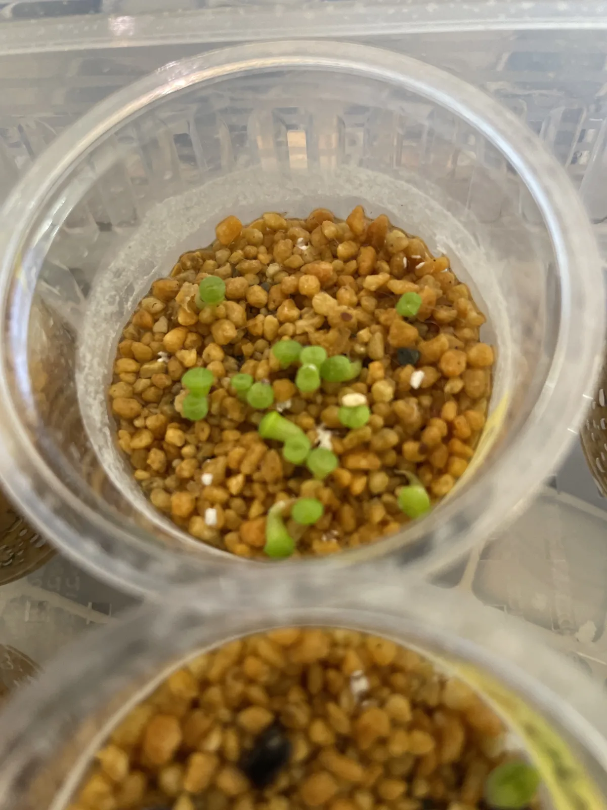 Lithops Mix Seeds (リトープス ミックス)