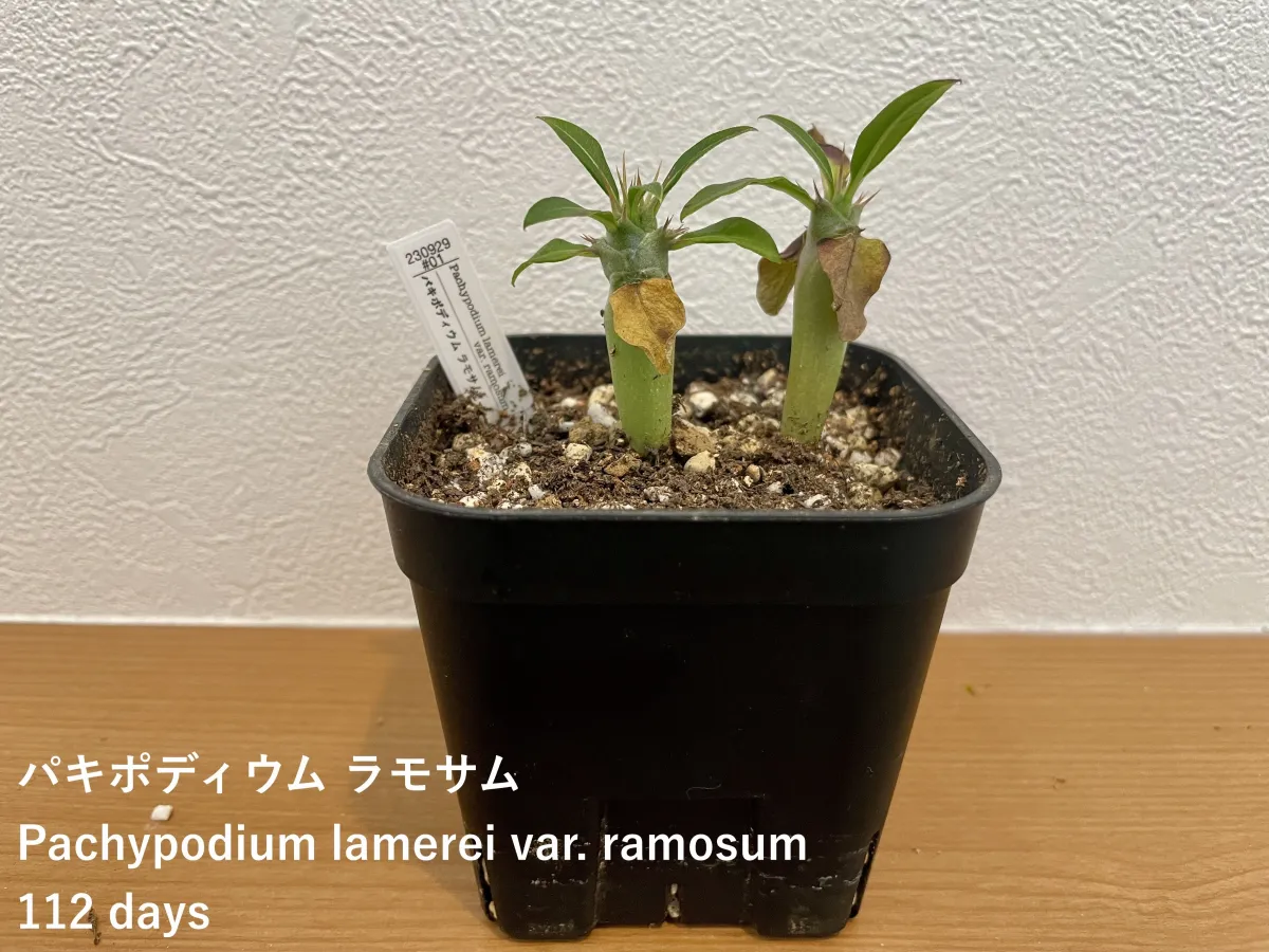 Pachypodium lamerei var. ramosum (パキポディウム ラモサム)