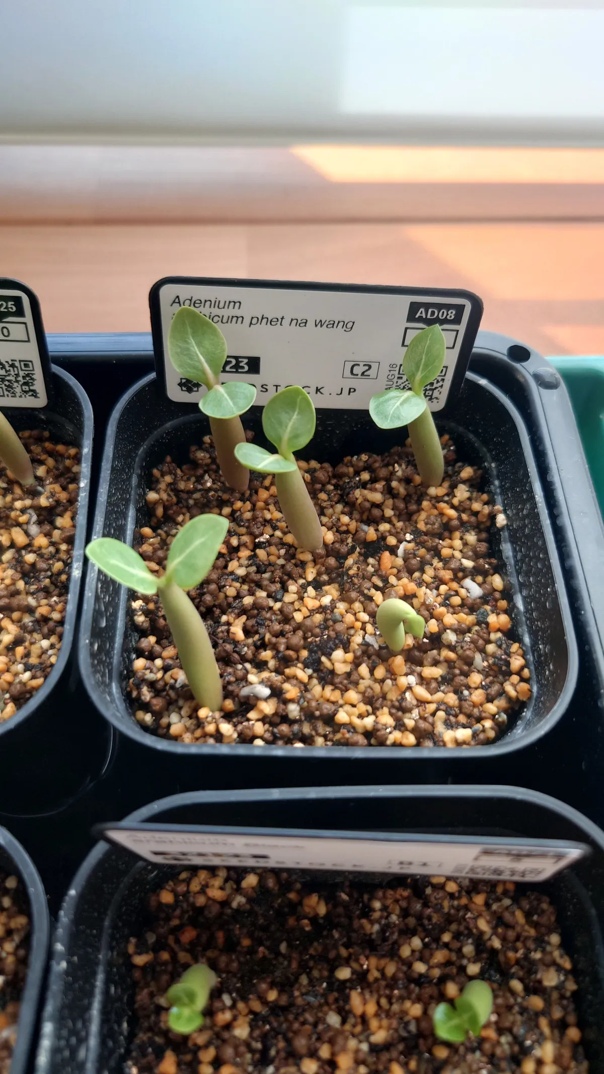 PNW Adenium arabicum phet na wang (アデニウム アラビカム)