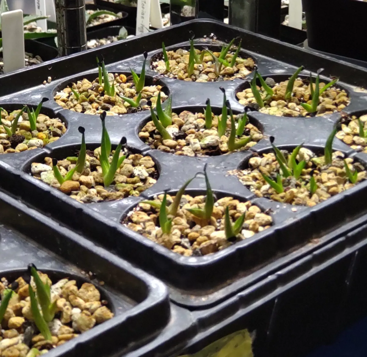 Agave oteroi Lot. (アガベ オテロイ)