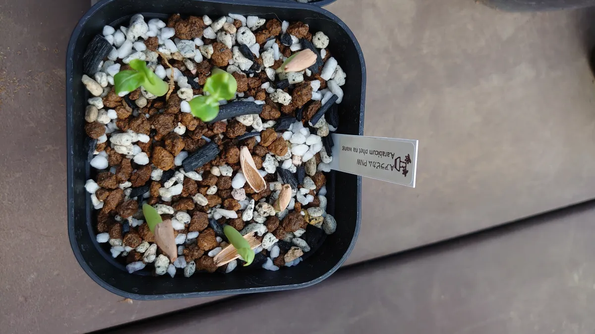 PNW Adenium arabicum phet na wang (アデニウム アラビカム)