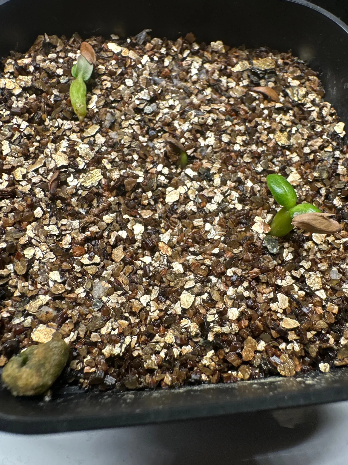 Pachypodium rosulatum ssp. makayense (パキポディウム マカイエンセ)