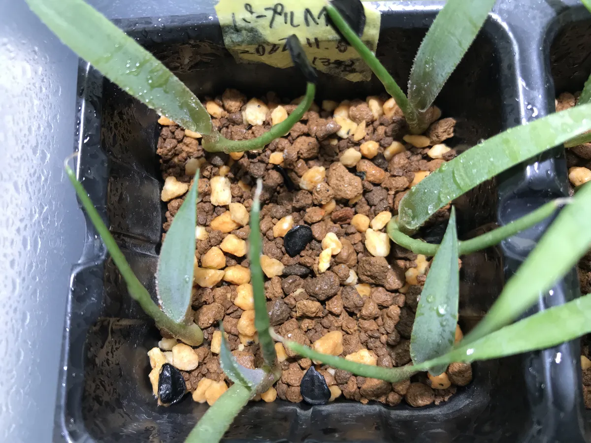 Agave potatorum (アガベ パープルヘイズ)