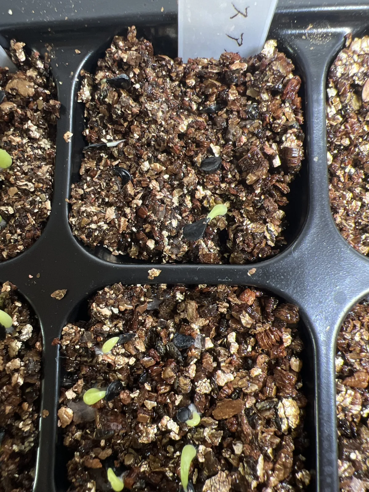 Agave difformis (アガベ ディフォルミス アズール)