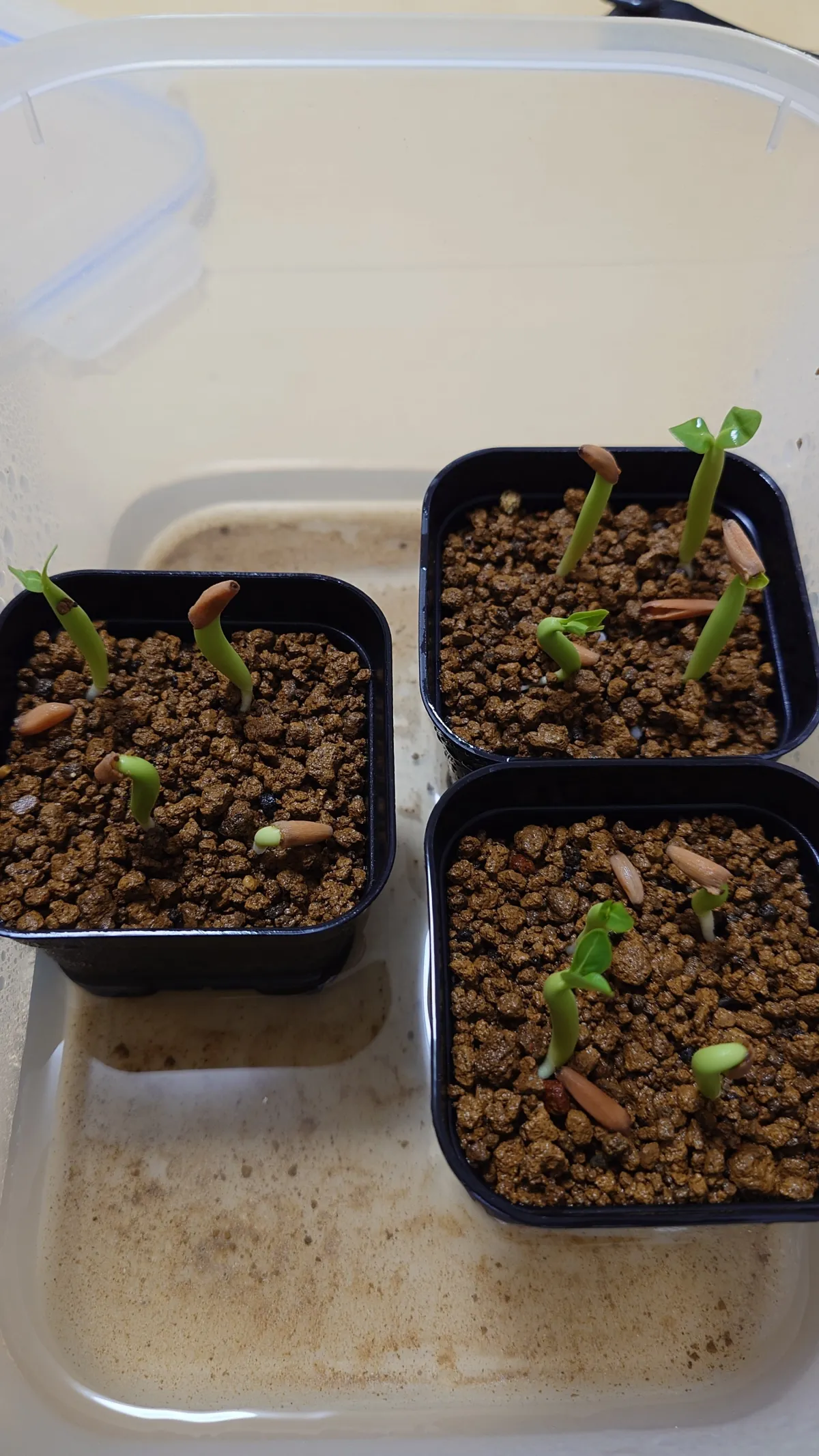 Bang Kla Adenium socotranum  Bang Kla (アデニウム ソコトラナム)
