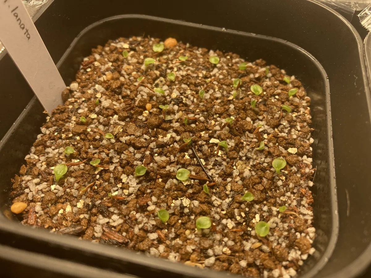 Hechtia lanata (ヘクチア ラナータ)