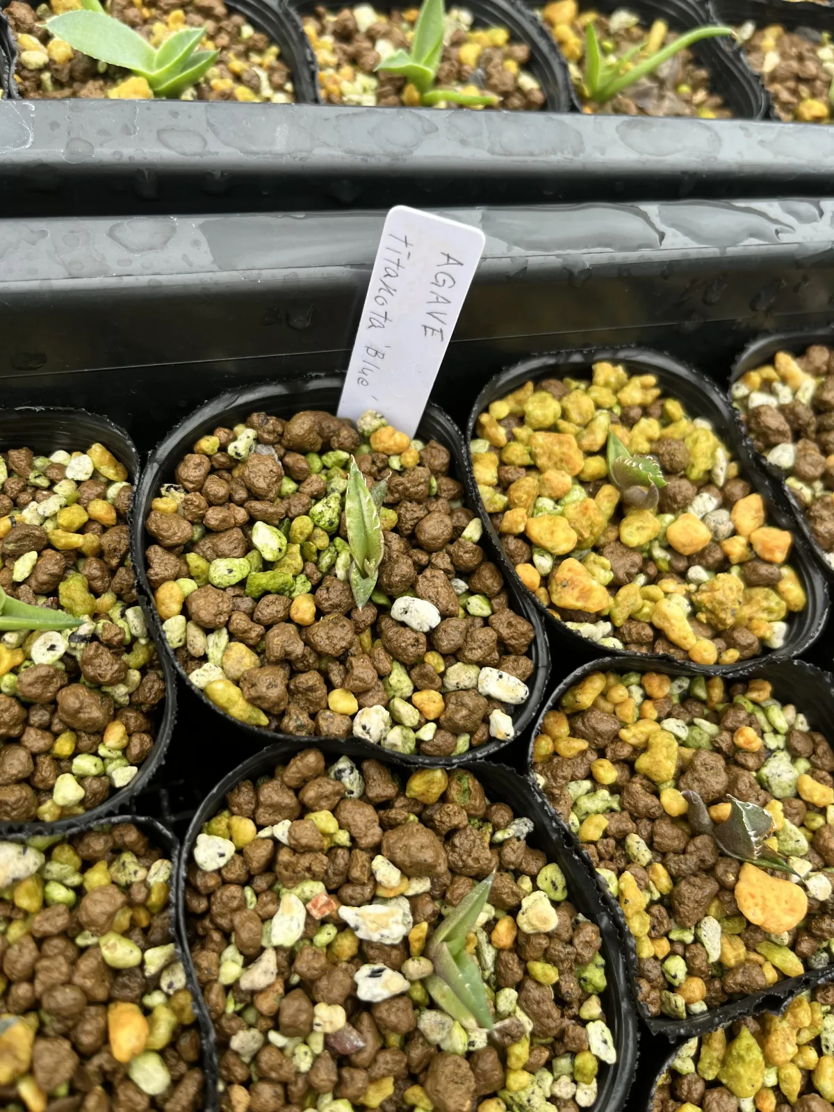 Agave titanota Blue Lot. (アガベ チタノタブルー)