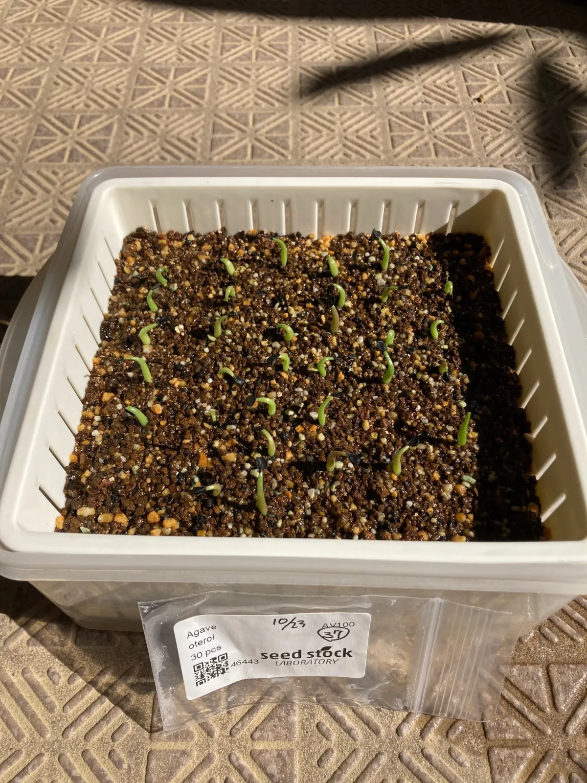 Agave oteroi Lot. (アガベ オテロイ)