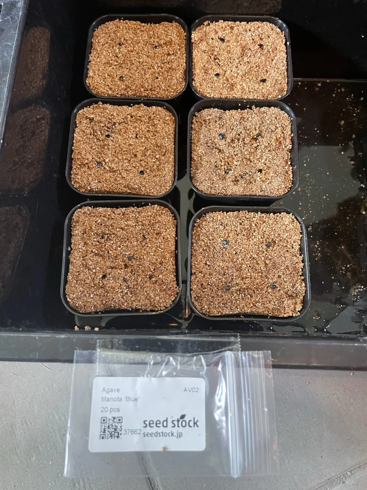 Agave titanota Blue Lot. (アガベ チタノタブルー)