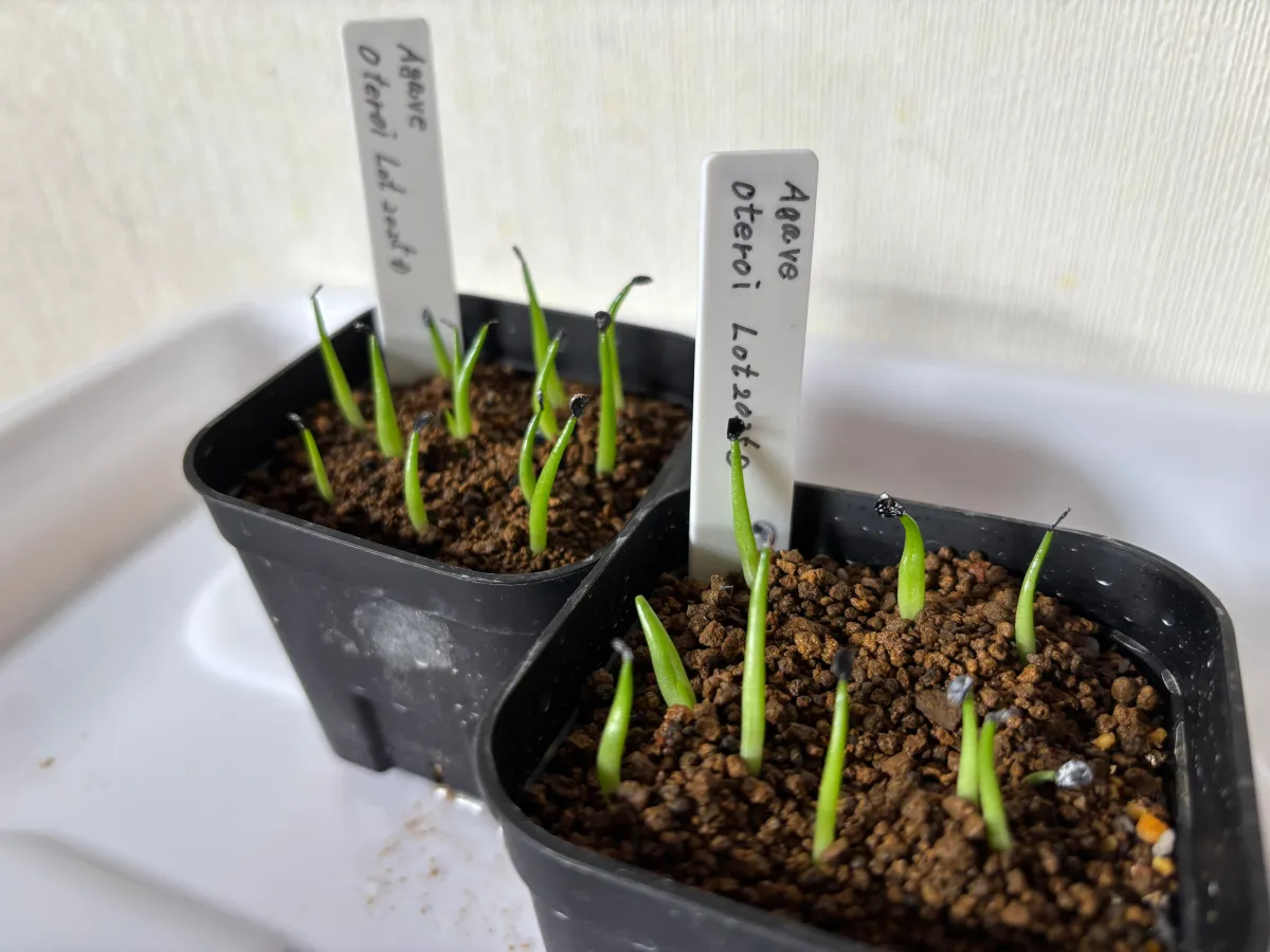 Agave oteroi Lot. (アガベ オテロイ)