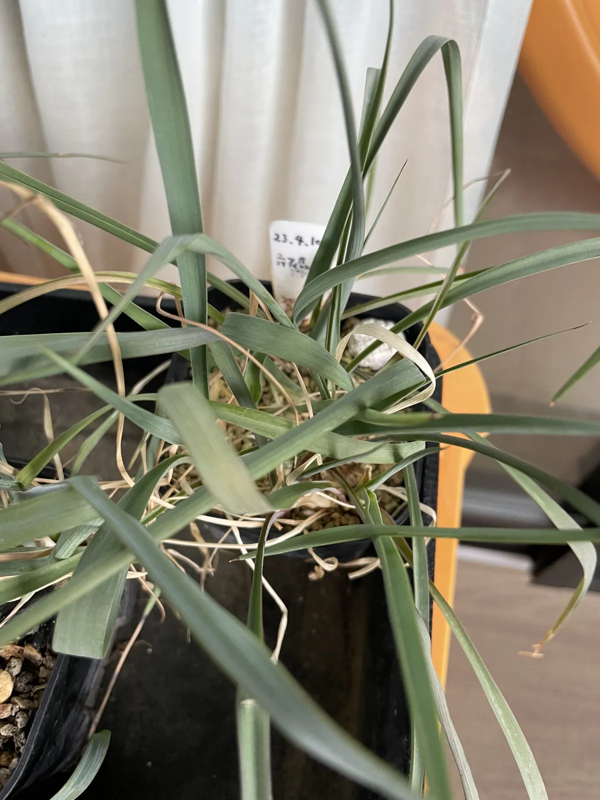 Yucca coahuilensis Blue (ユッカ コアフイレンシスブルー)